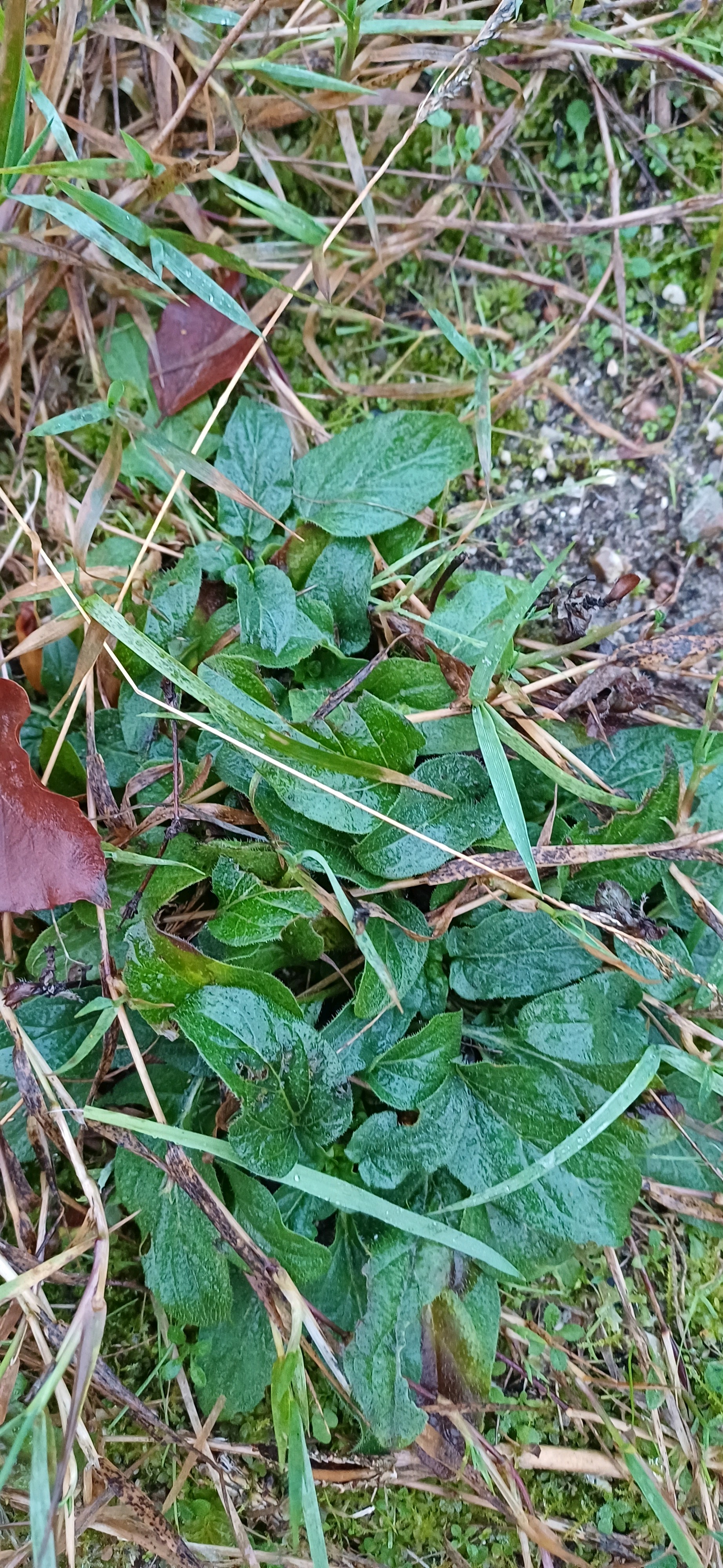 Prunella vulgaris (self heal) (alternate view 15)