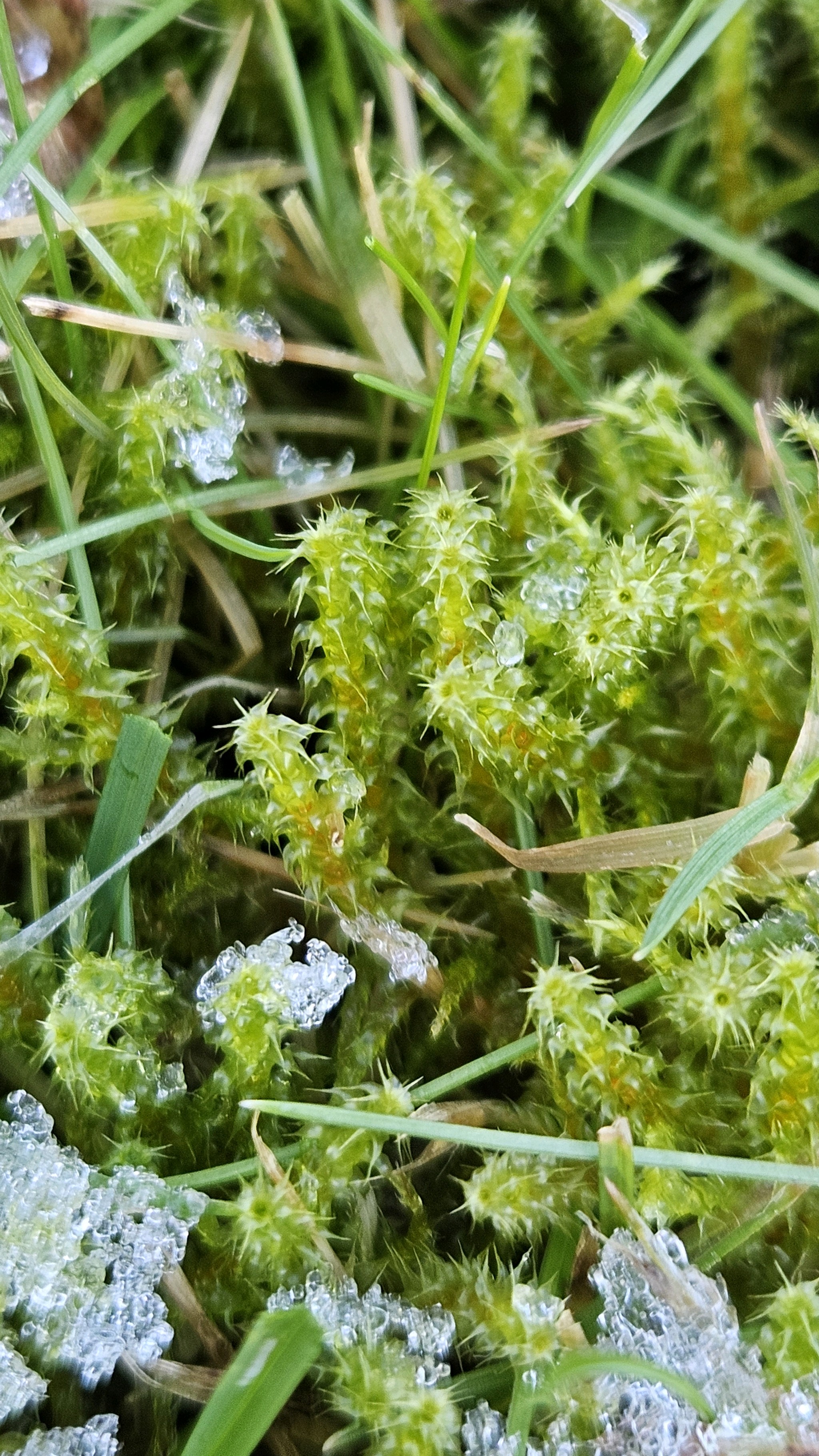Rhytidiadelphus squarrosus (Square Gooseneck Moss) (alternate view 7)