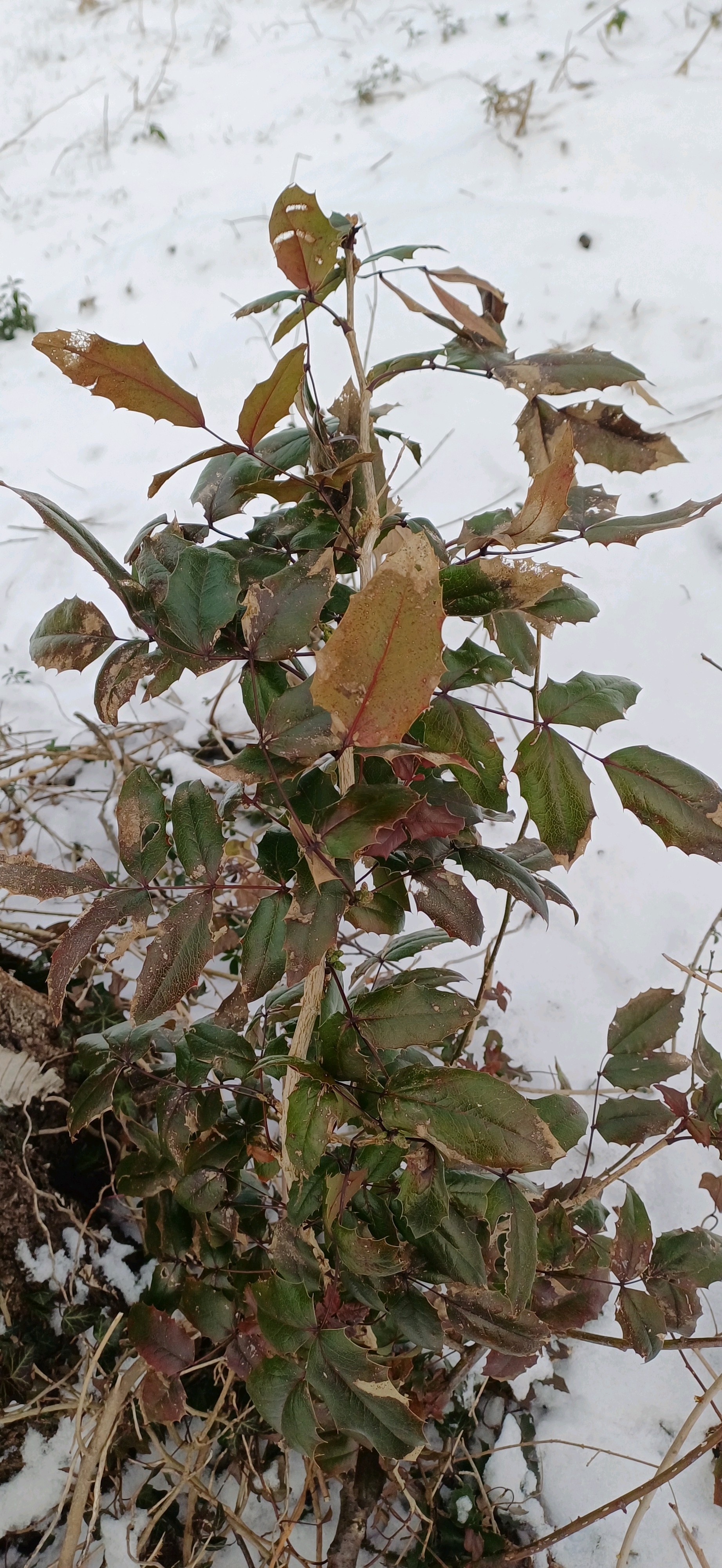 Berberis aquifolium (tall Oregon-grape) (alternate view 14)