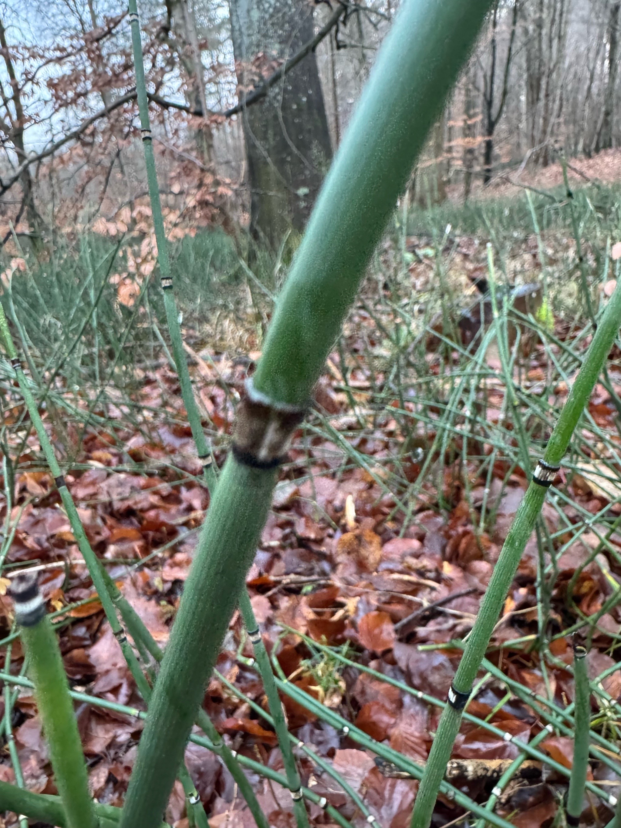 Equisetum hyemale (scouring rush) (alternate view 11)