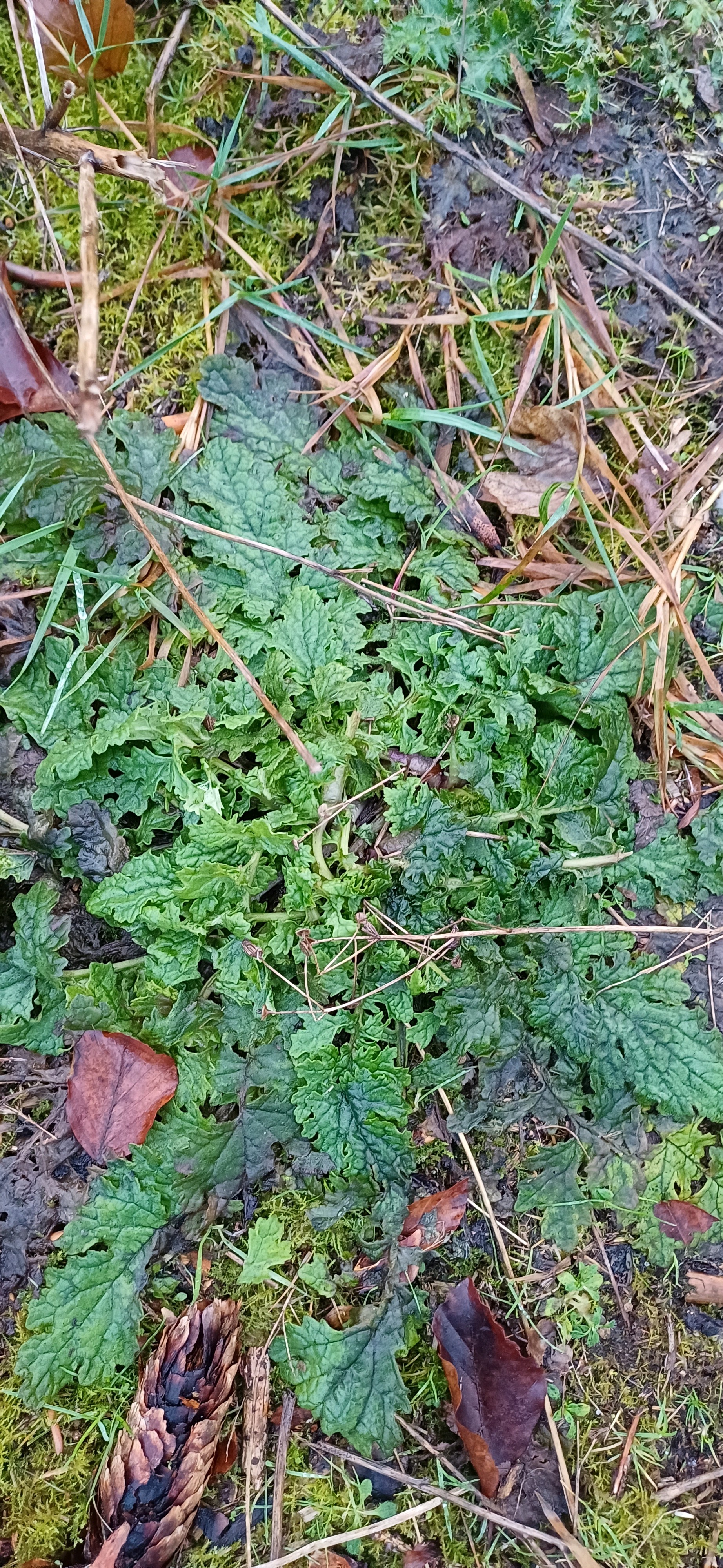 Jacobaea vulgaris (tansy ragwort) (alternate view 13)