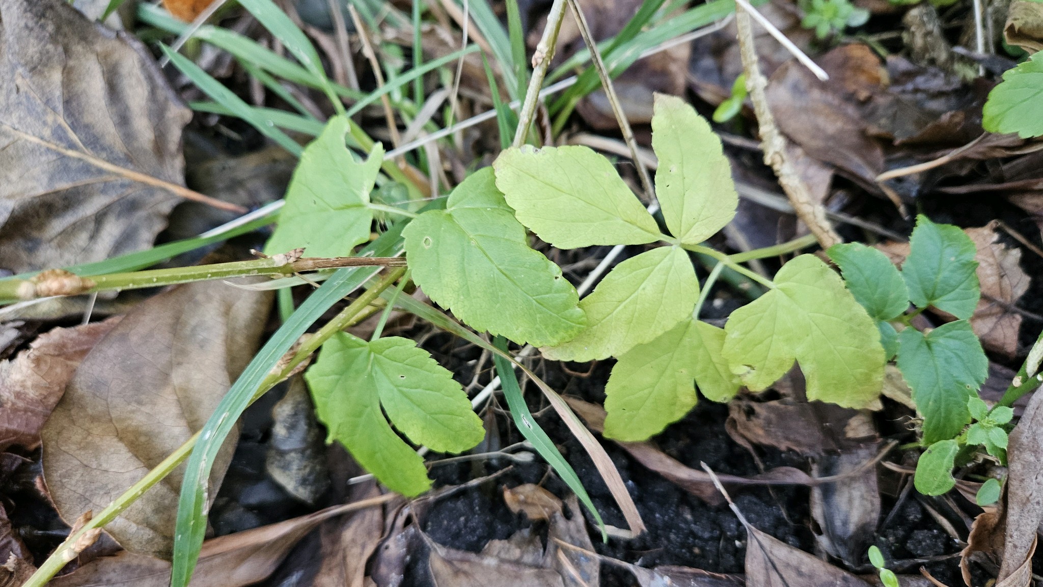 Aegopodium podagraria (Goutweed) (alternate view 11)