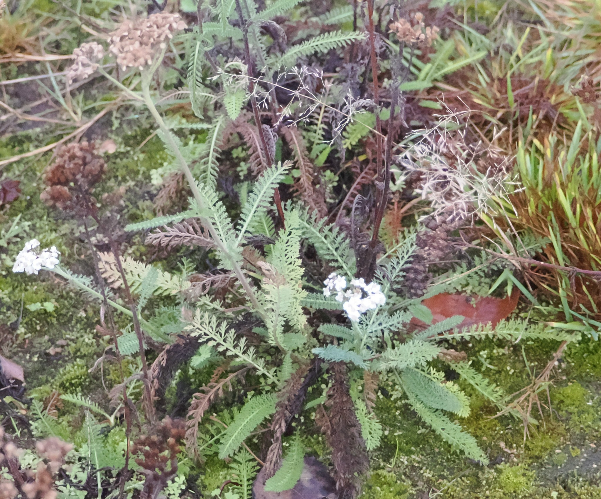 Achillea millefolium (common yarrow) (alternate view 9)