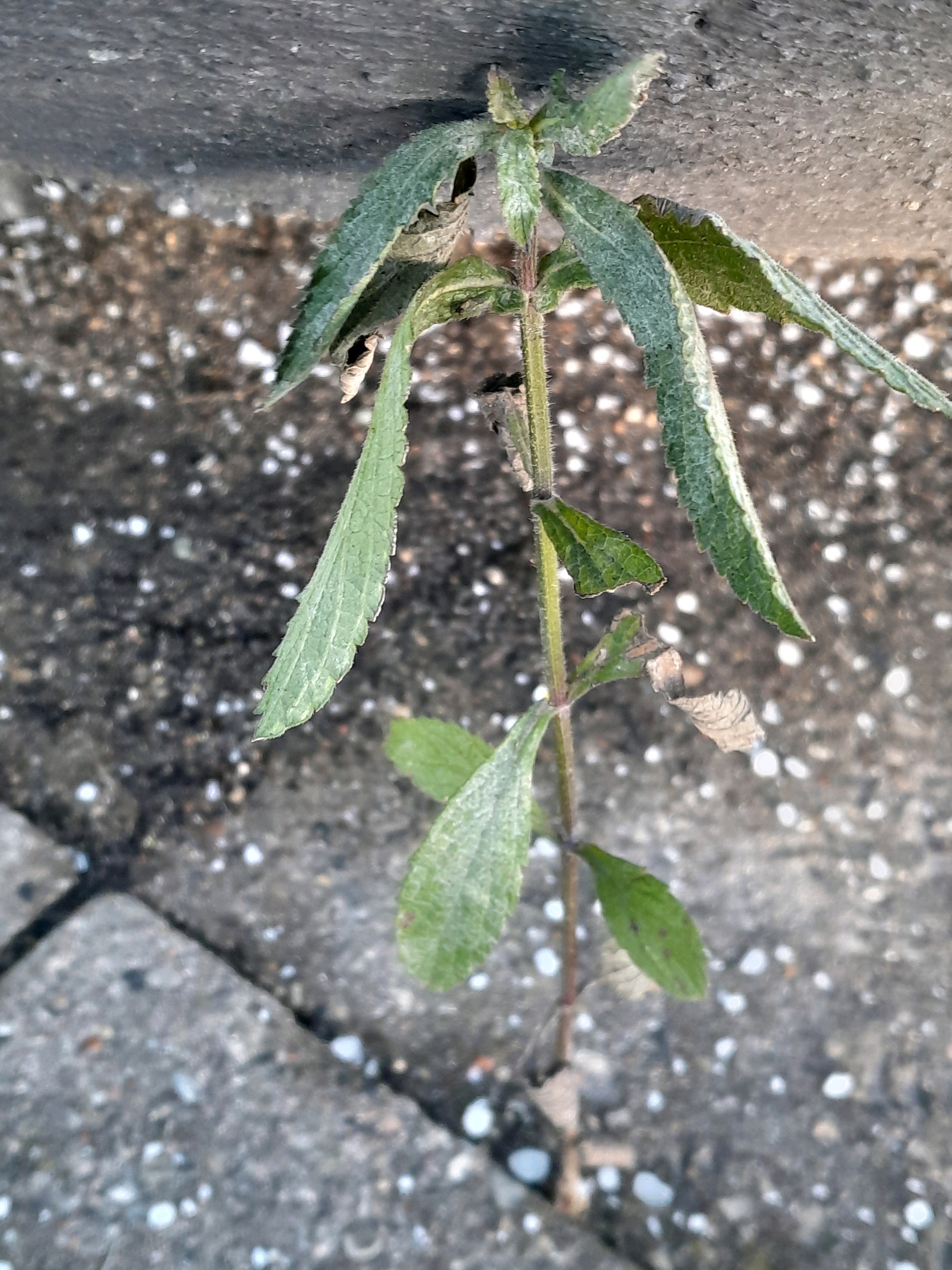 Verbena (vervains) (alternate view 3)