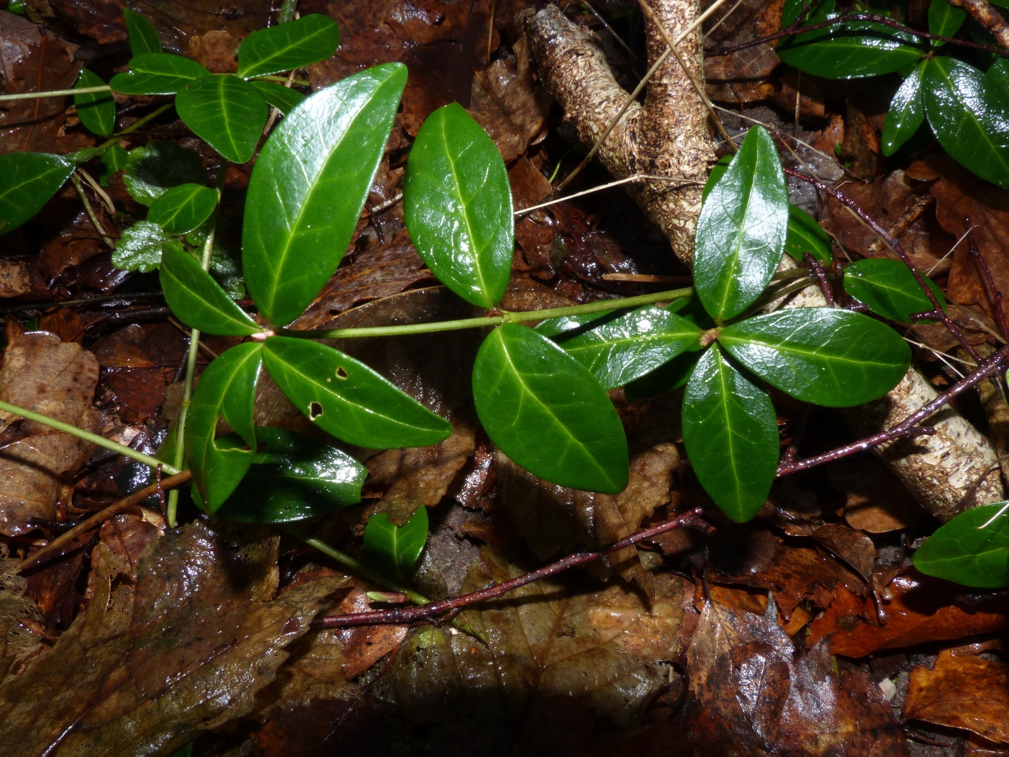 Vinca (periwinkles)