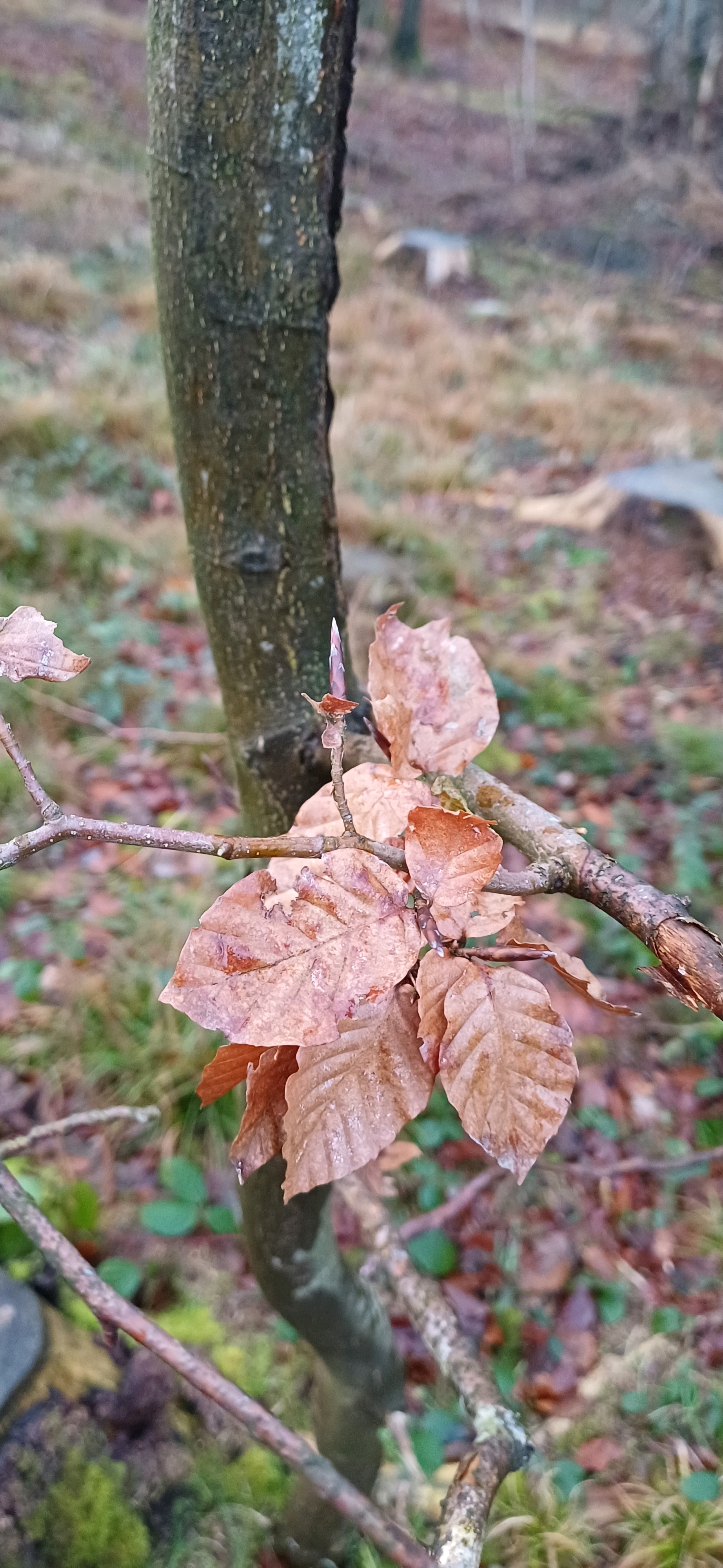 Fagus sylvatica (European beech)