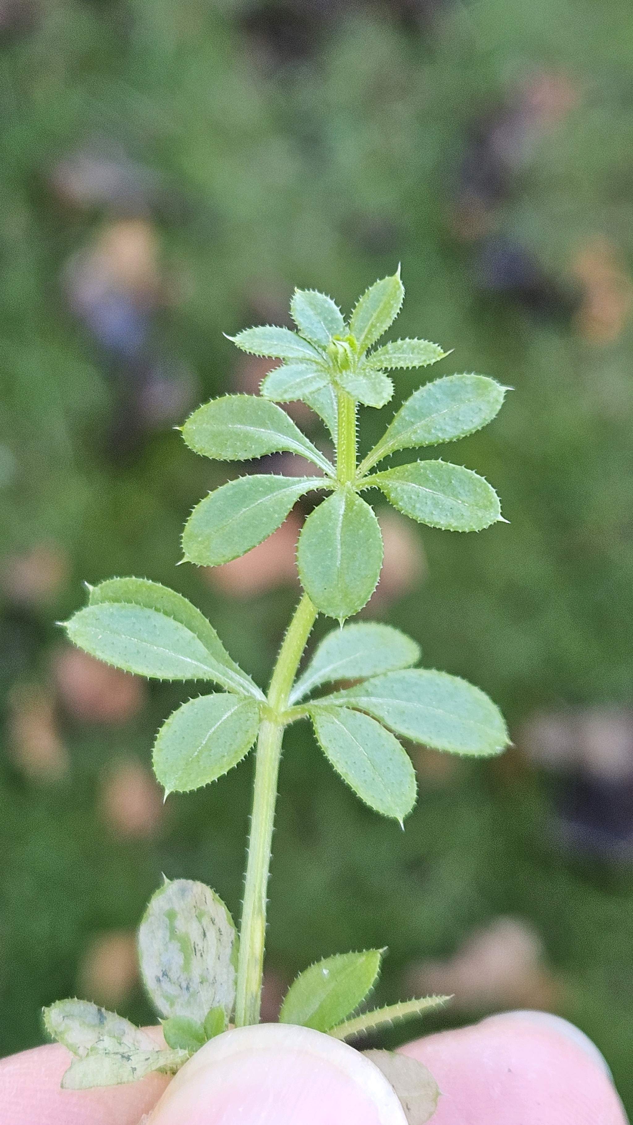 Galium aparine (cleavers (native)) (alternate view 14)