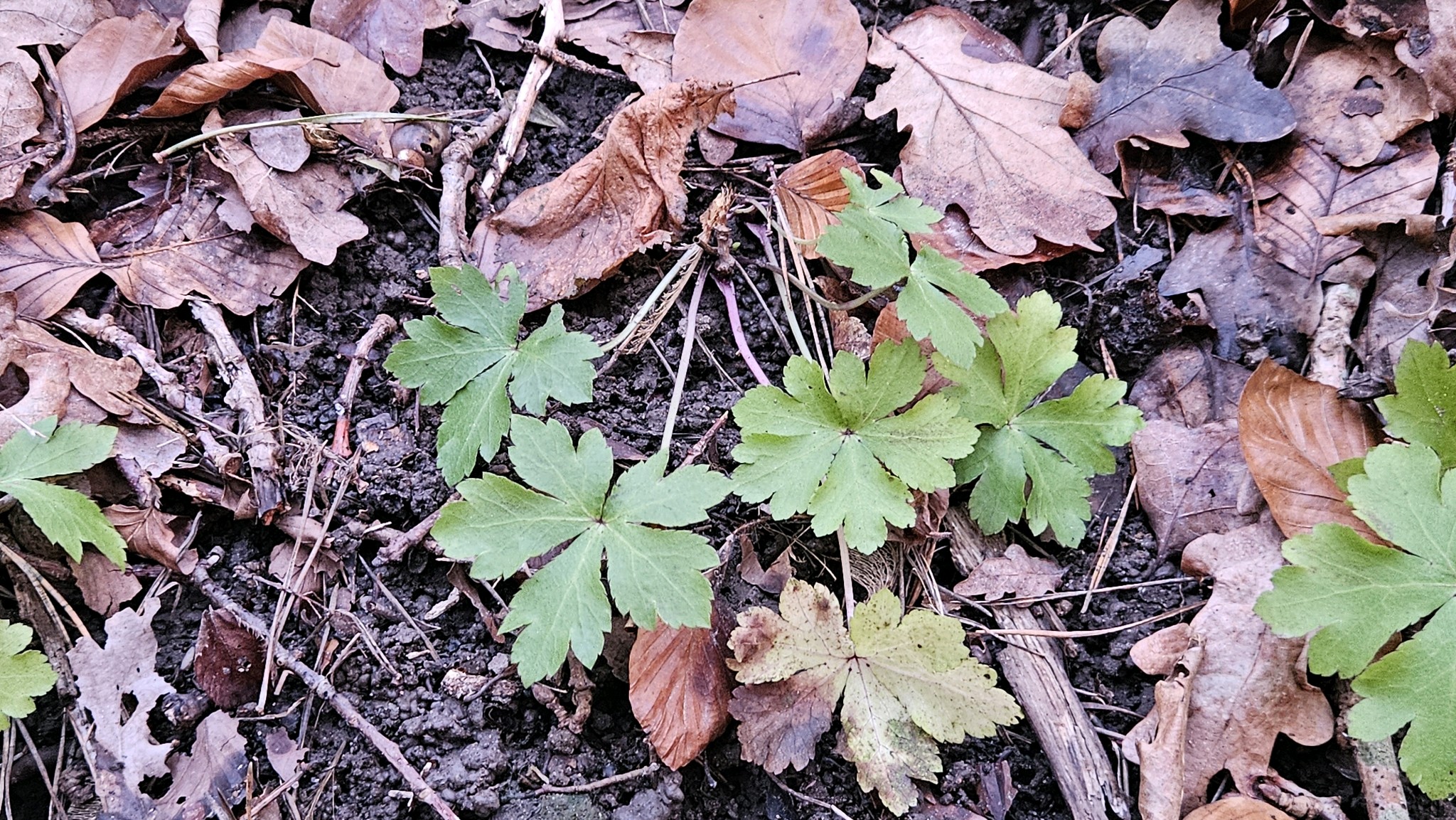 Sanicula (sanicles)
