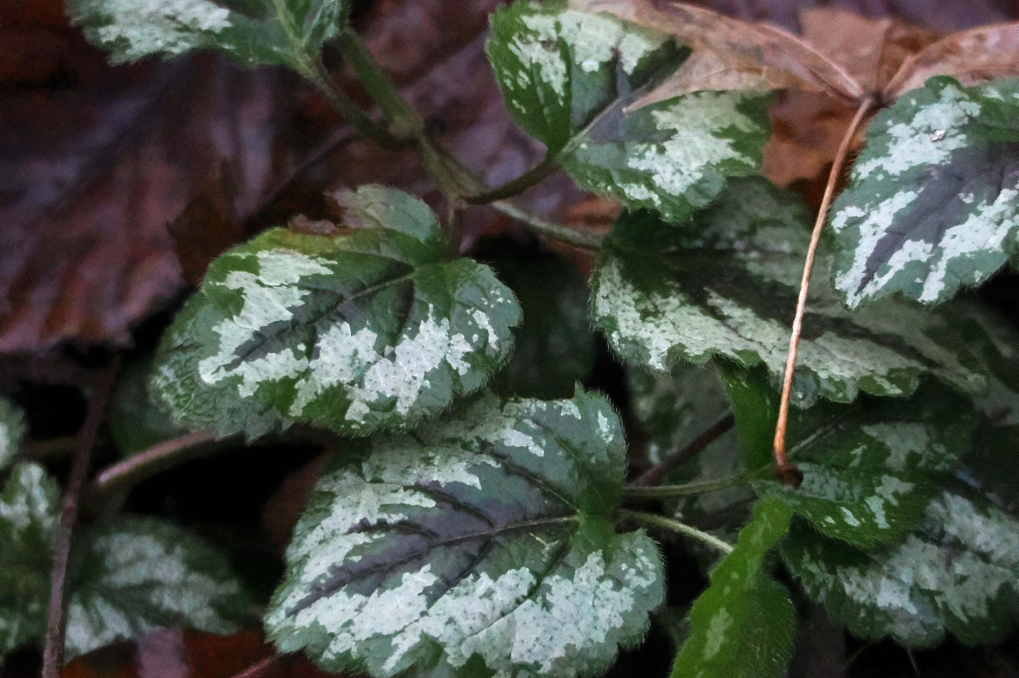Lamiastrum galeobdolon (yellow archangel)