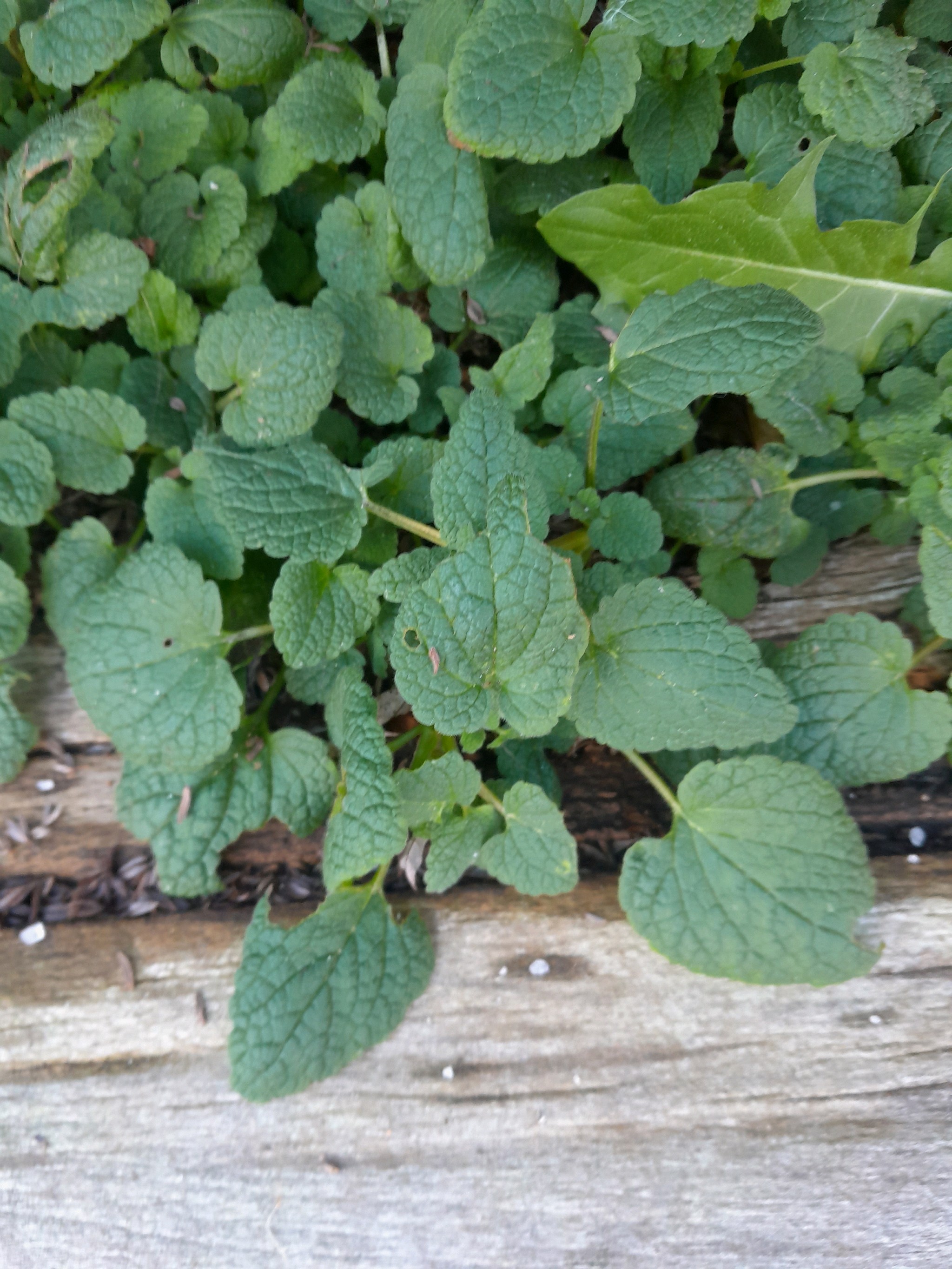 Lamium purpureum (red deadnettle) (alternate view 15)