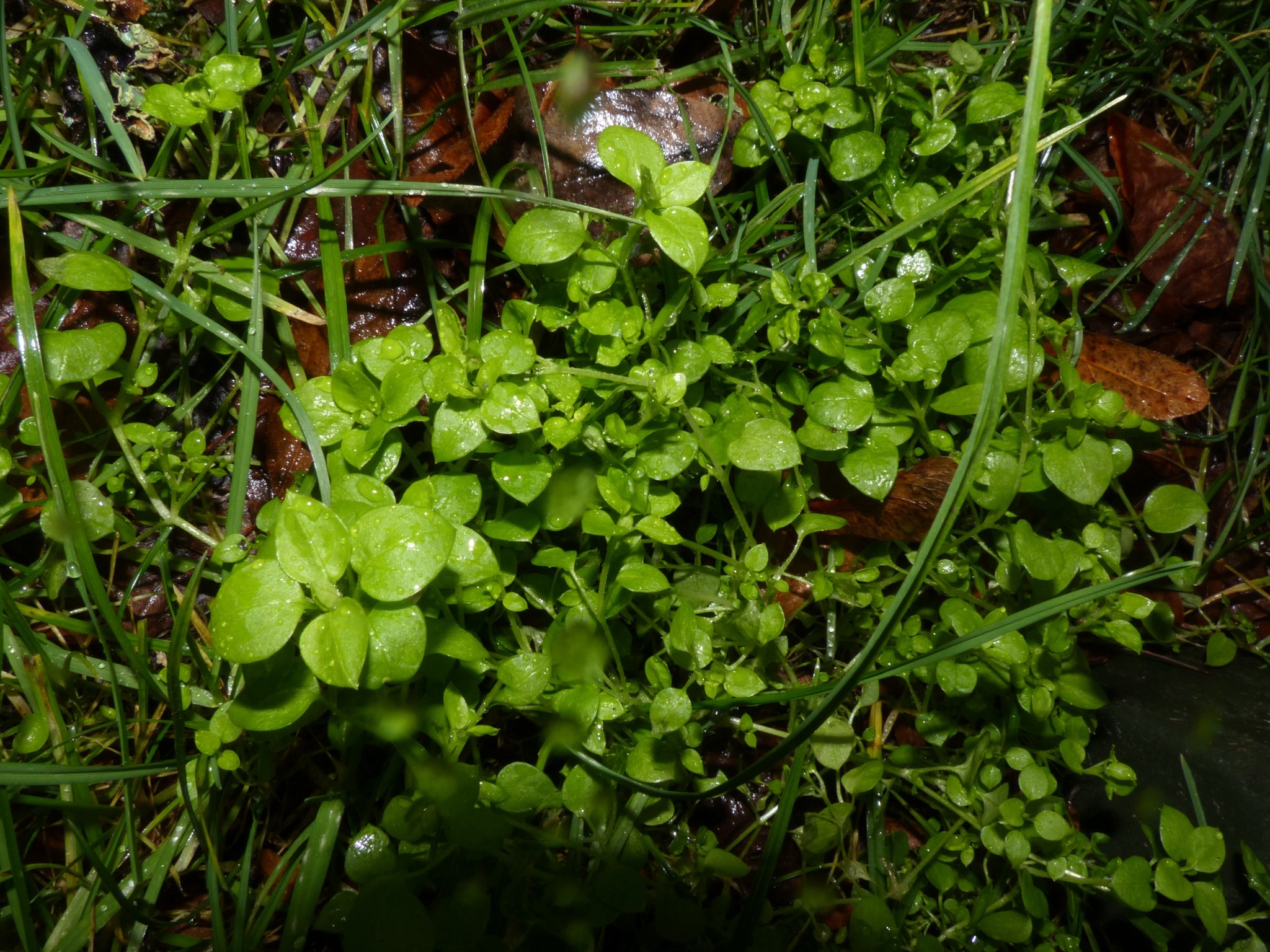 Stellaria media (chickweed) (alternate view 12)