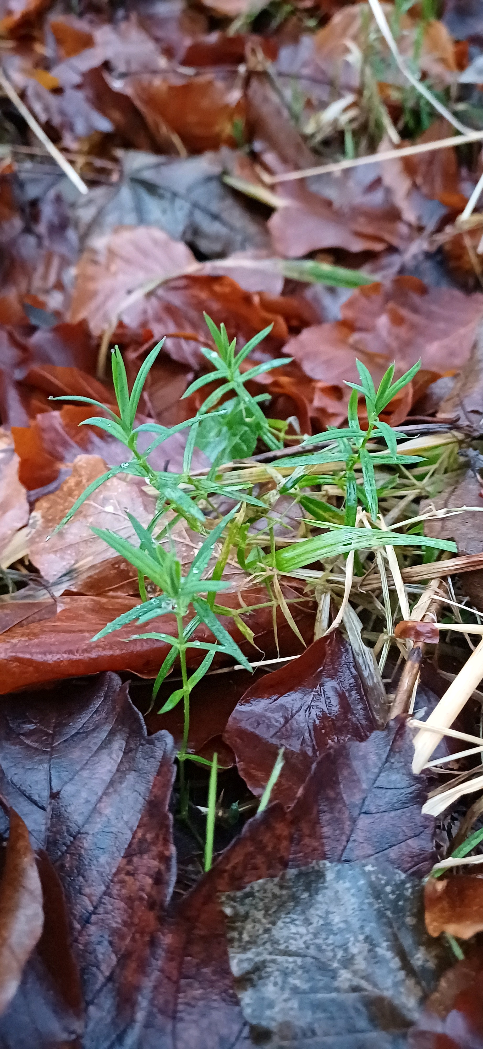 Rabelera holostea (greater stitchwort) (alternate view 9)