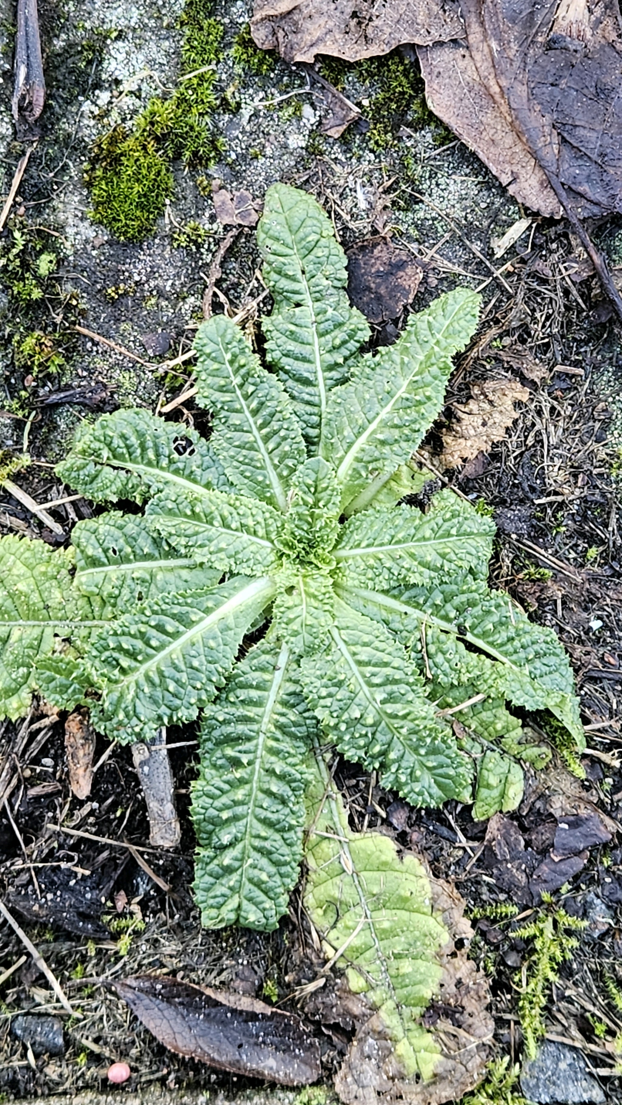 Dipsacus fullonum (common teasel) (alternate view 13)