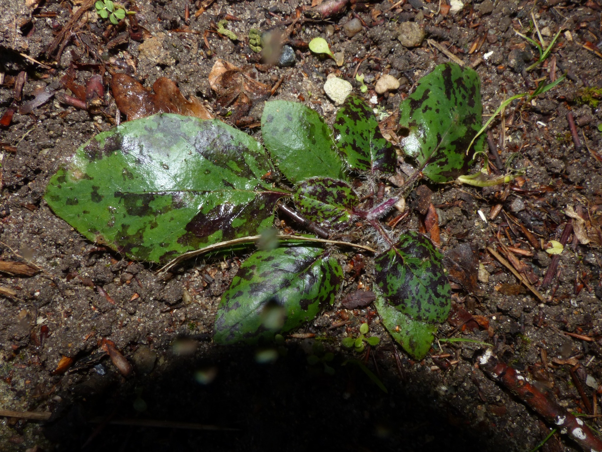 Hieracium (hawkweeds) (alternate view 2)