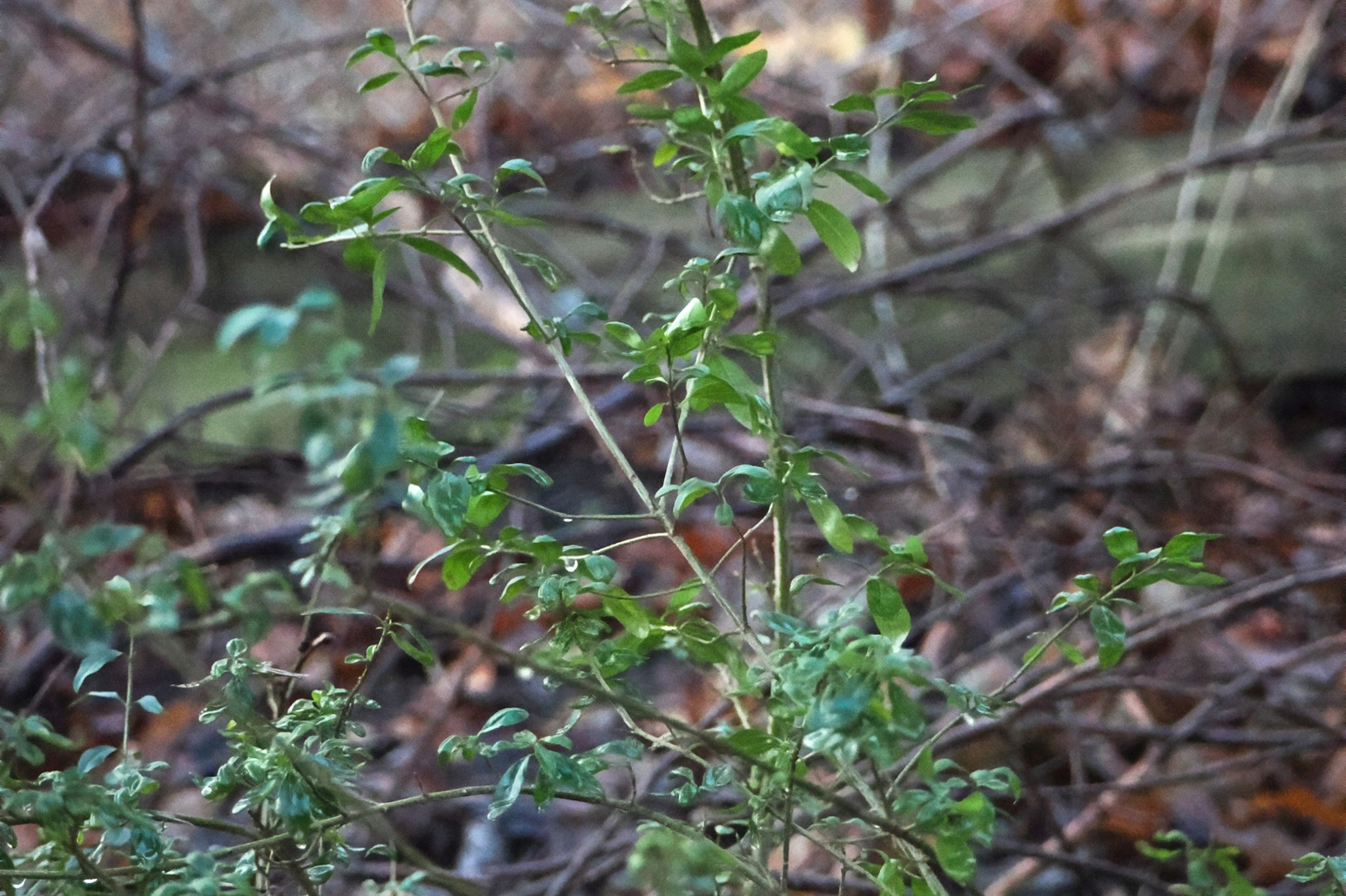 Ligustrum vulgare (common privet) (alternate view 13)
