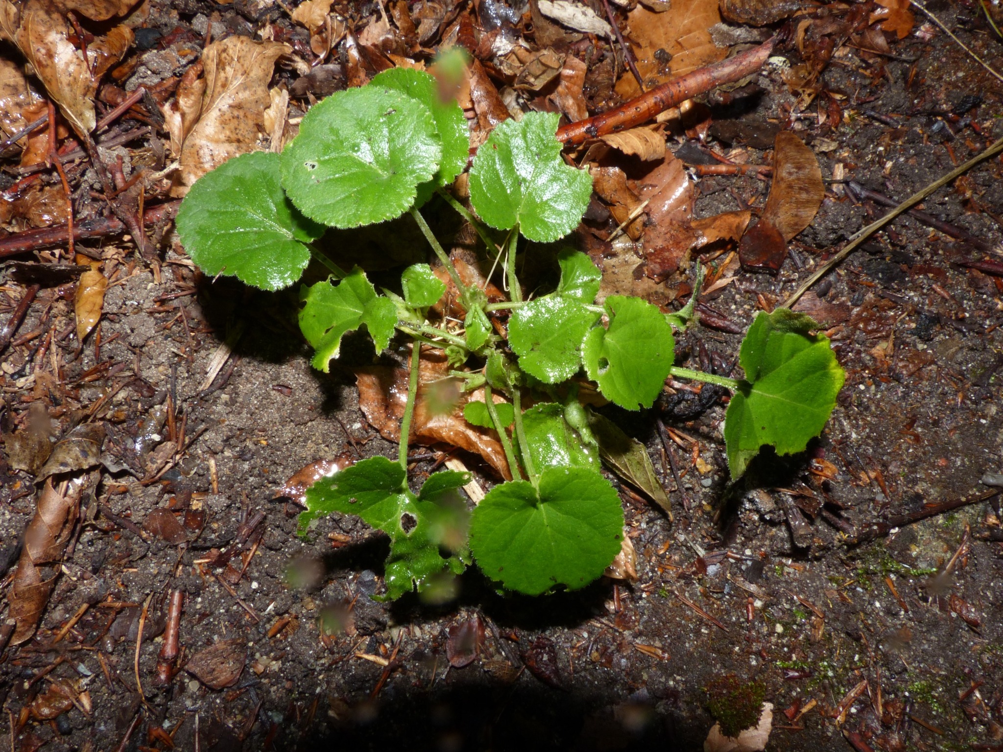 Viola odorata (Sweet violet) (alternate view 11)