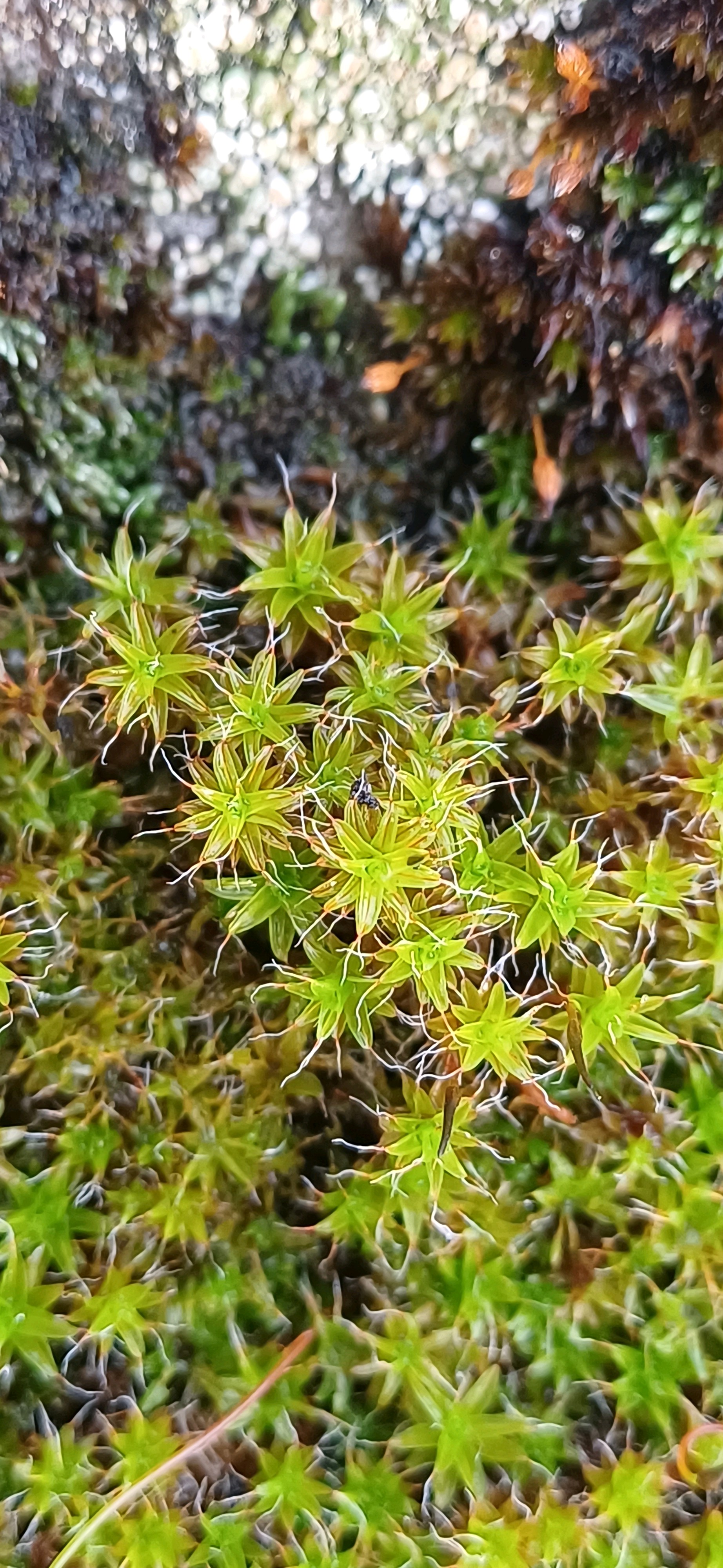 Syntrichia (alternate view 2)