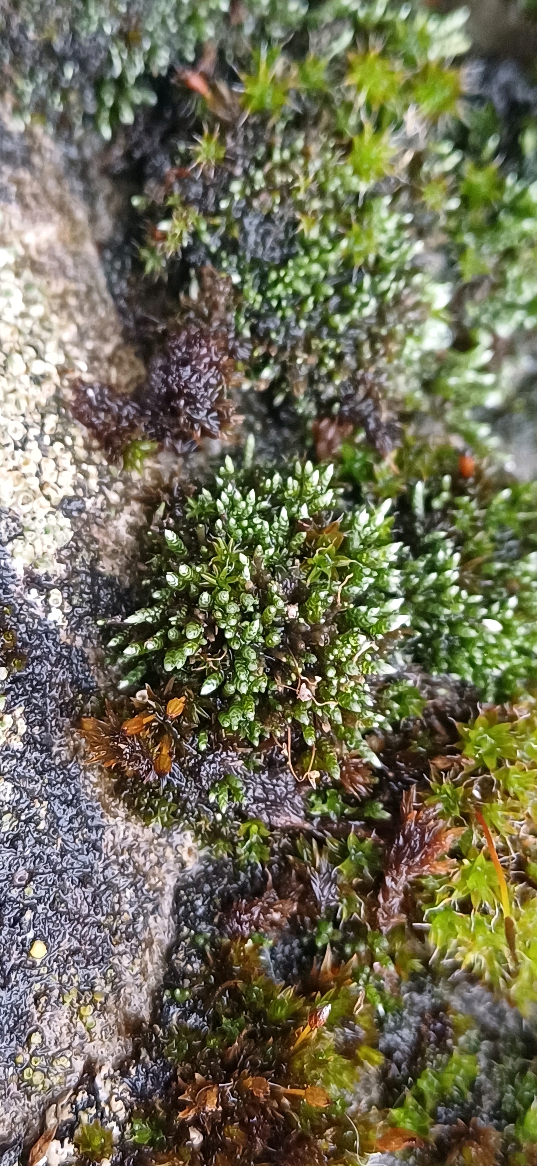 Bryum (alternate view 2)