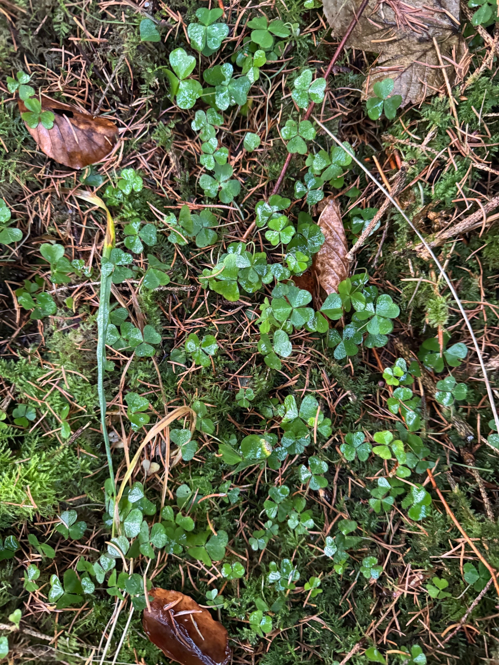 Oxalis (Woodsorrels) (alternate view 3)