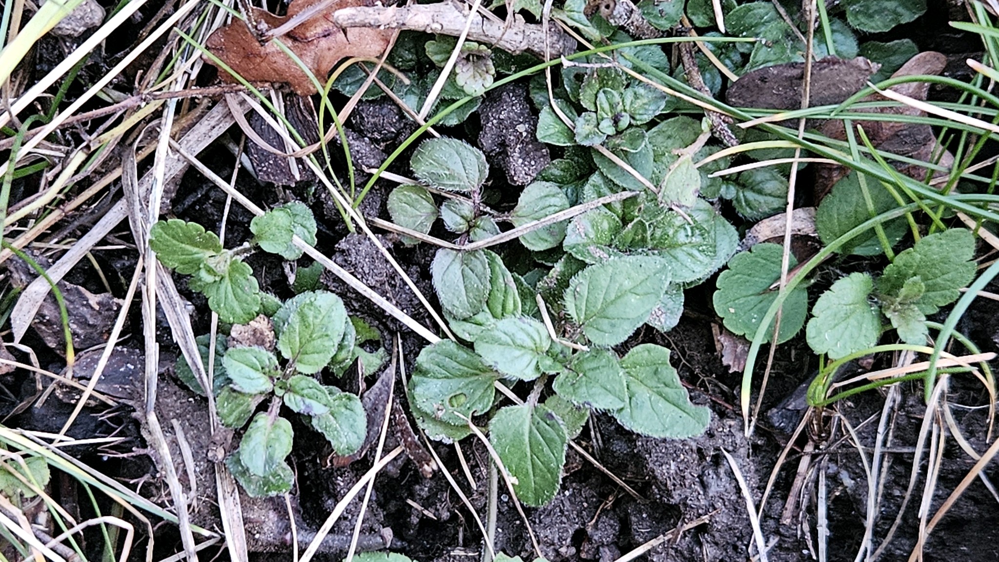 Origanum vulgare (Oregano) (alternate view 14)