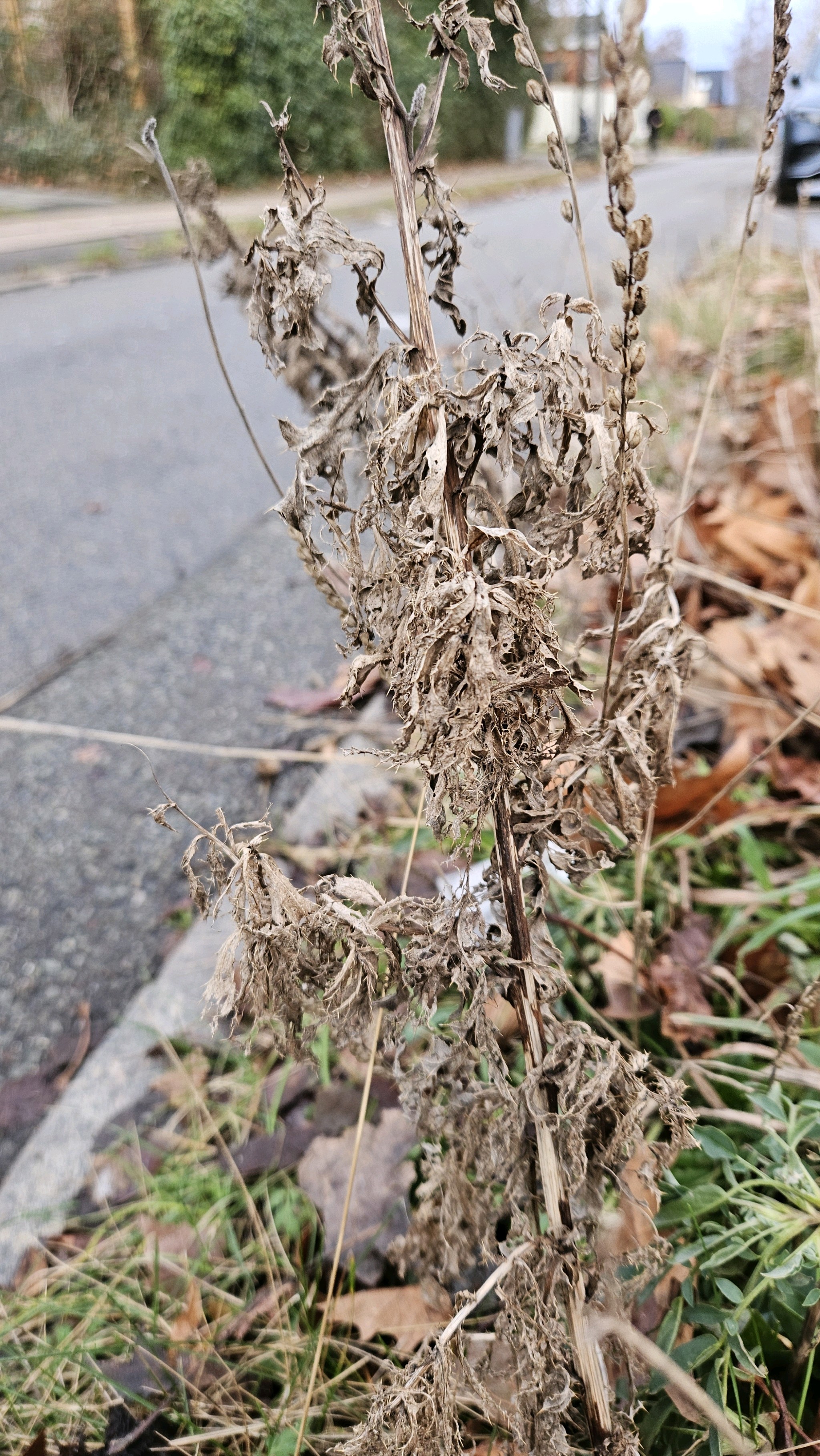 Cirsium arvense (Canada thistle) (alternate view 14)