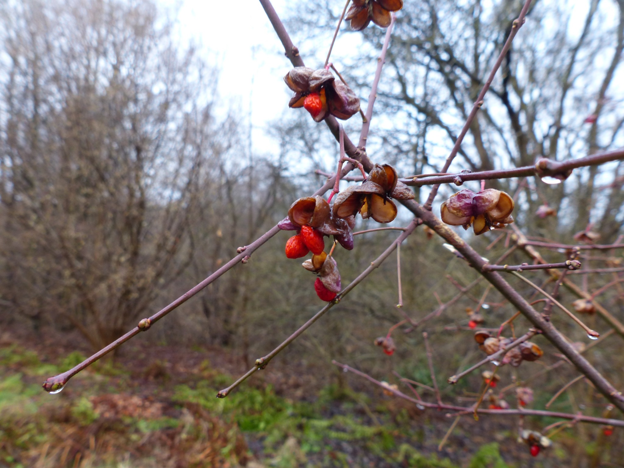 Euonymus (spindles)