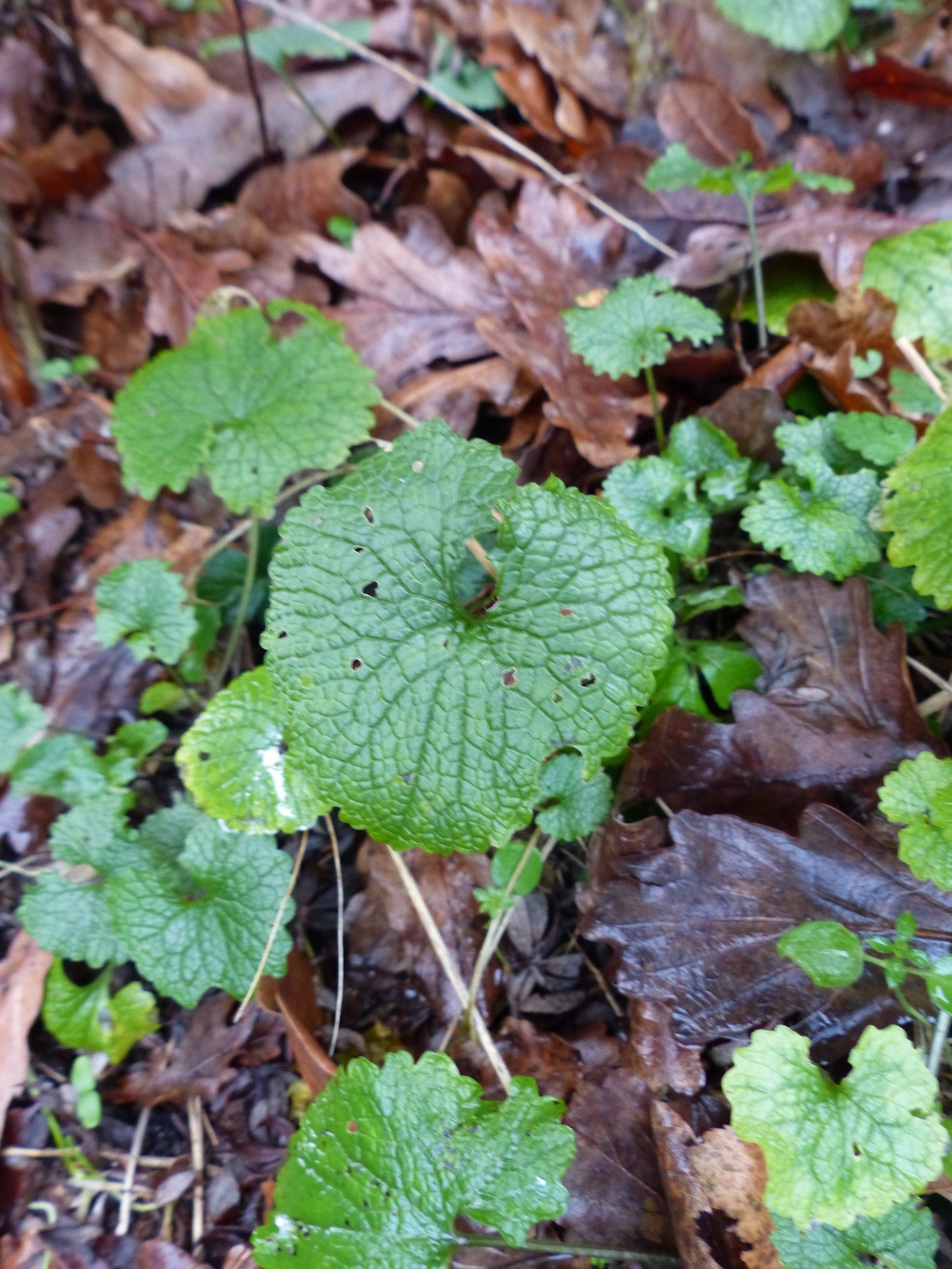 Alliaria petiolata (garlic mustard) (alternate view 11)