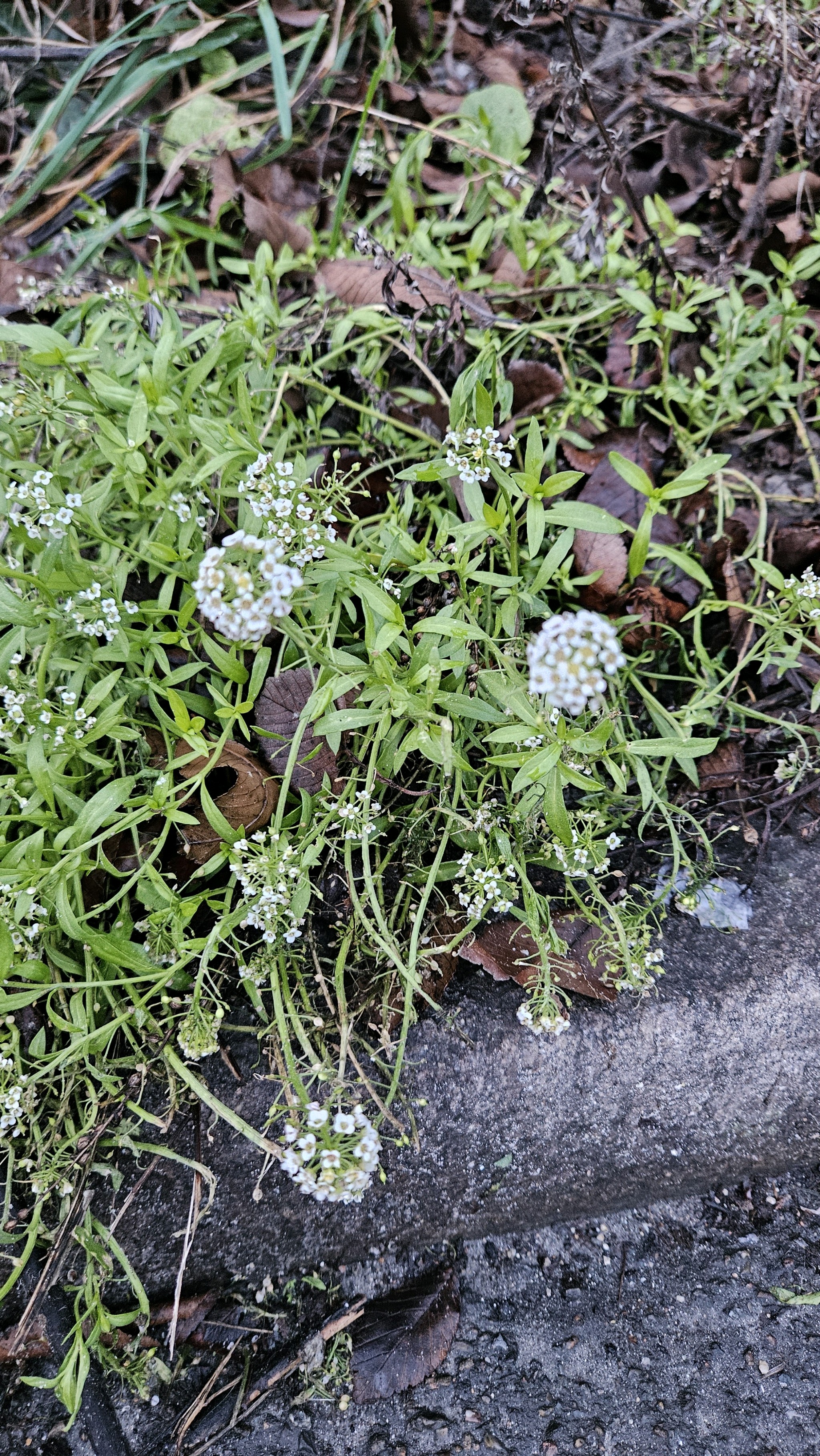 Lobularia maritima (sweet alyssum) (alternate view 10)