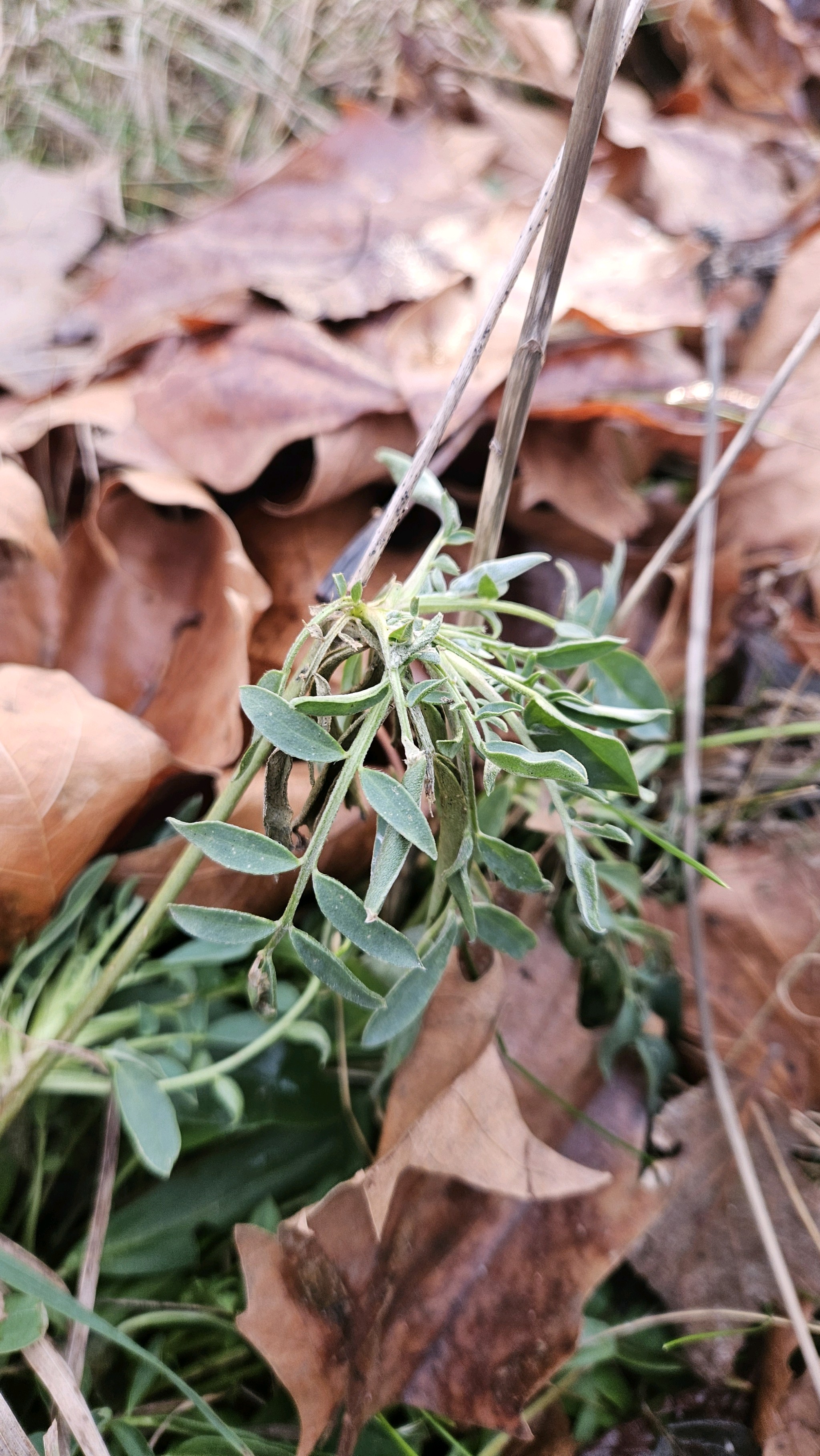 Anthyllis vulneraria (Common Kidney-Vetch) (alternate view 11)