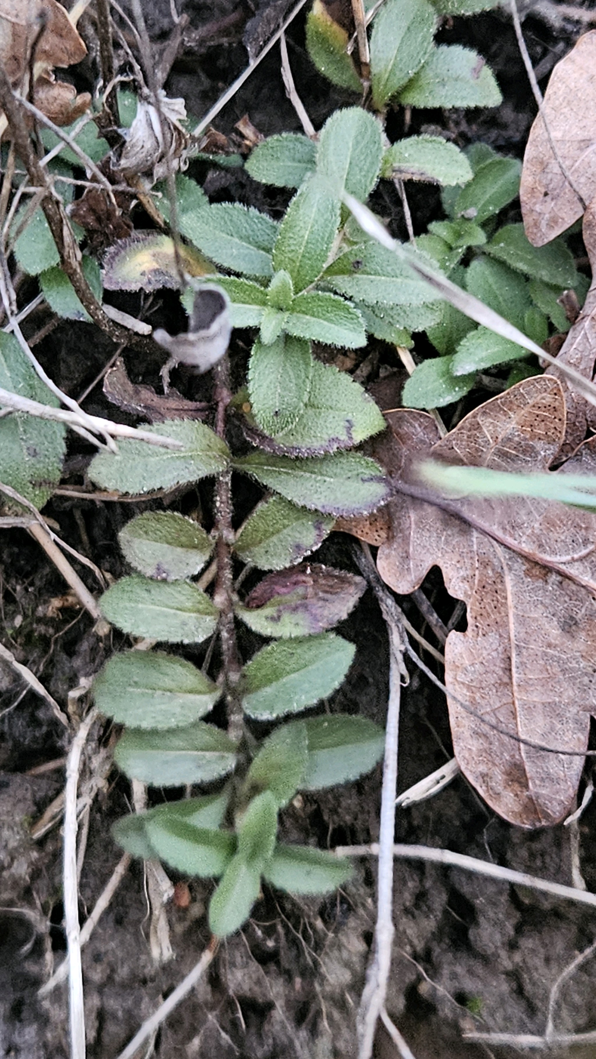 Veronica (speedwells) (alternate view 2)