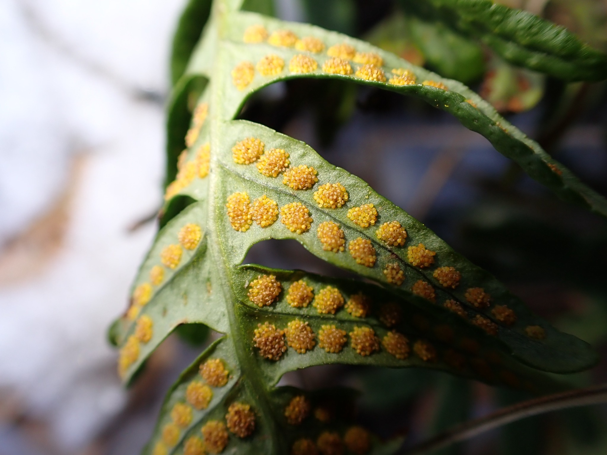 Polypodium vulgare (common polypody) (alternate view 7)