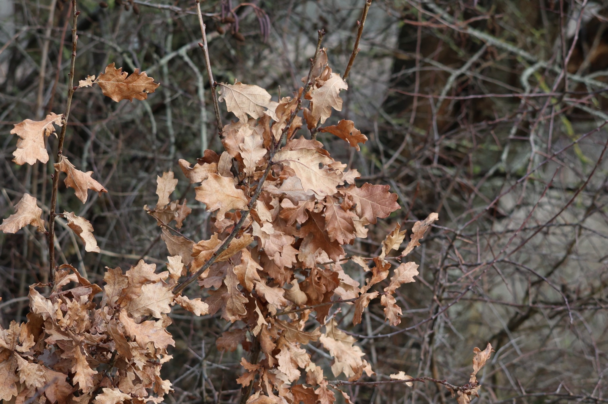 Quercus robur (English oak) (alternate view 3)