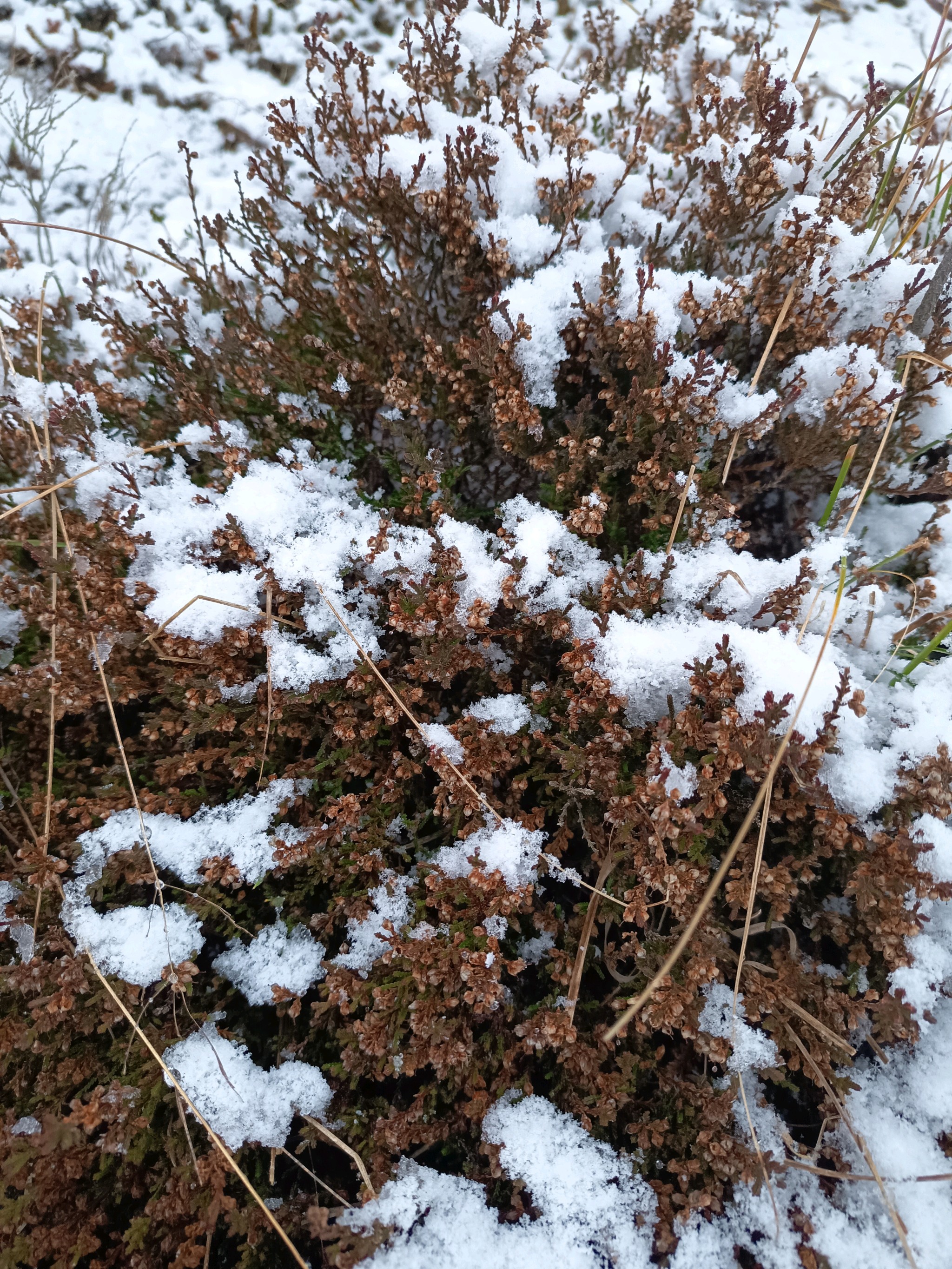 Calluna vulgaris (Scotch Heather) (alternate view 4)