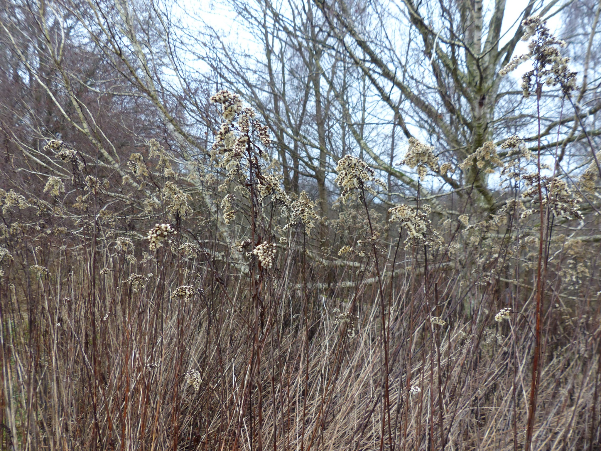 Solidago (goldenrods)