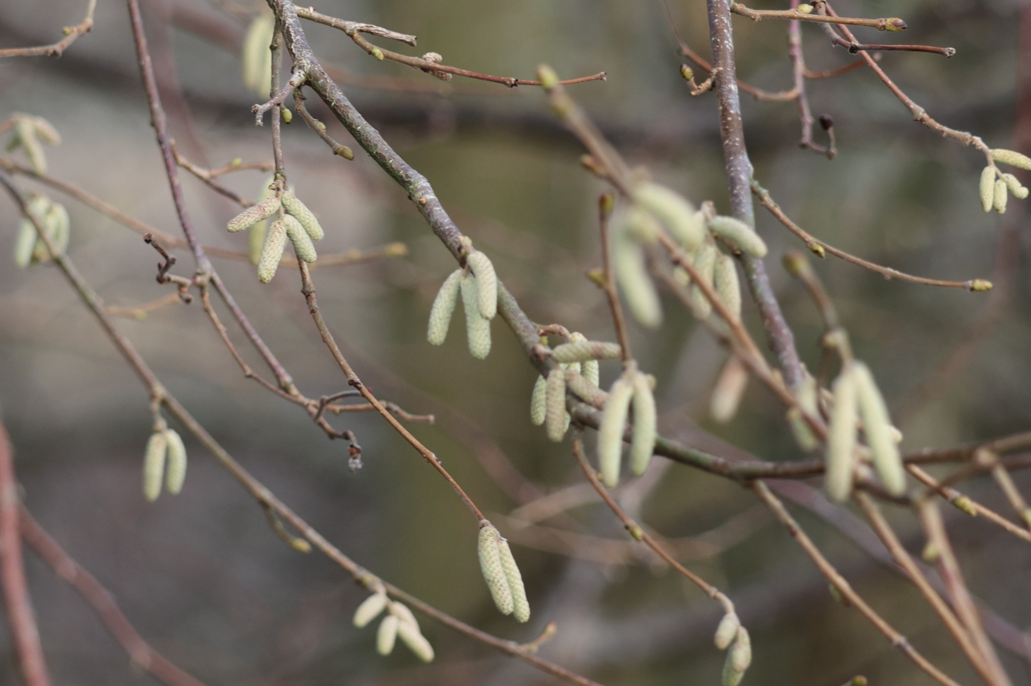 Corylus avellana