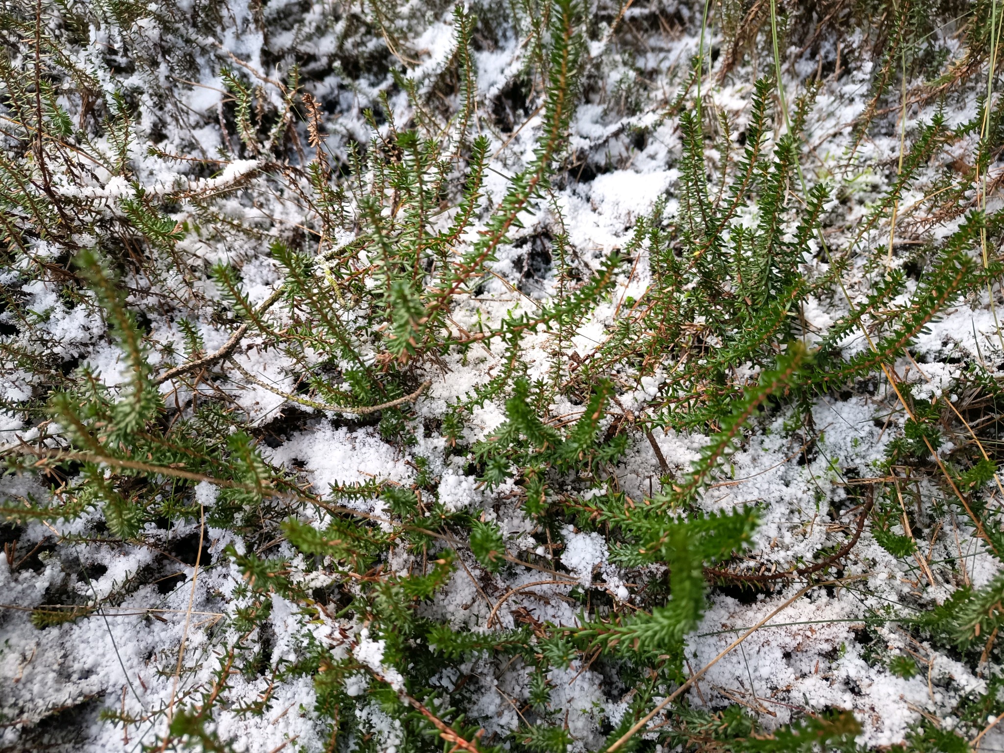 Empetrum nigrum (black crowberry) (alternate view 13)