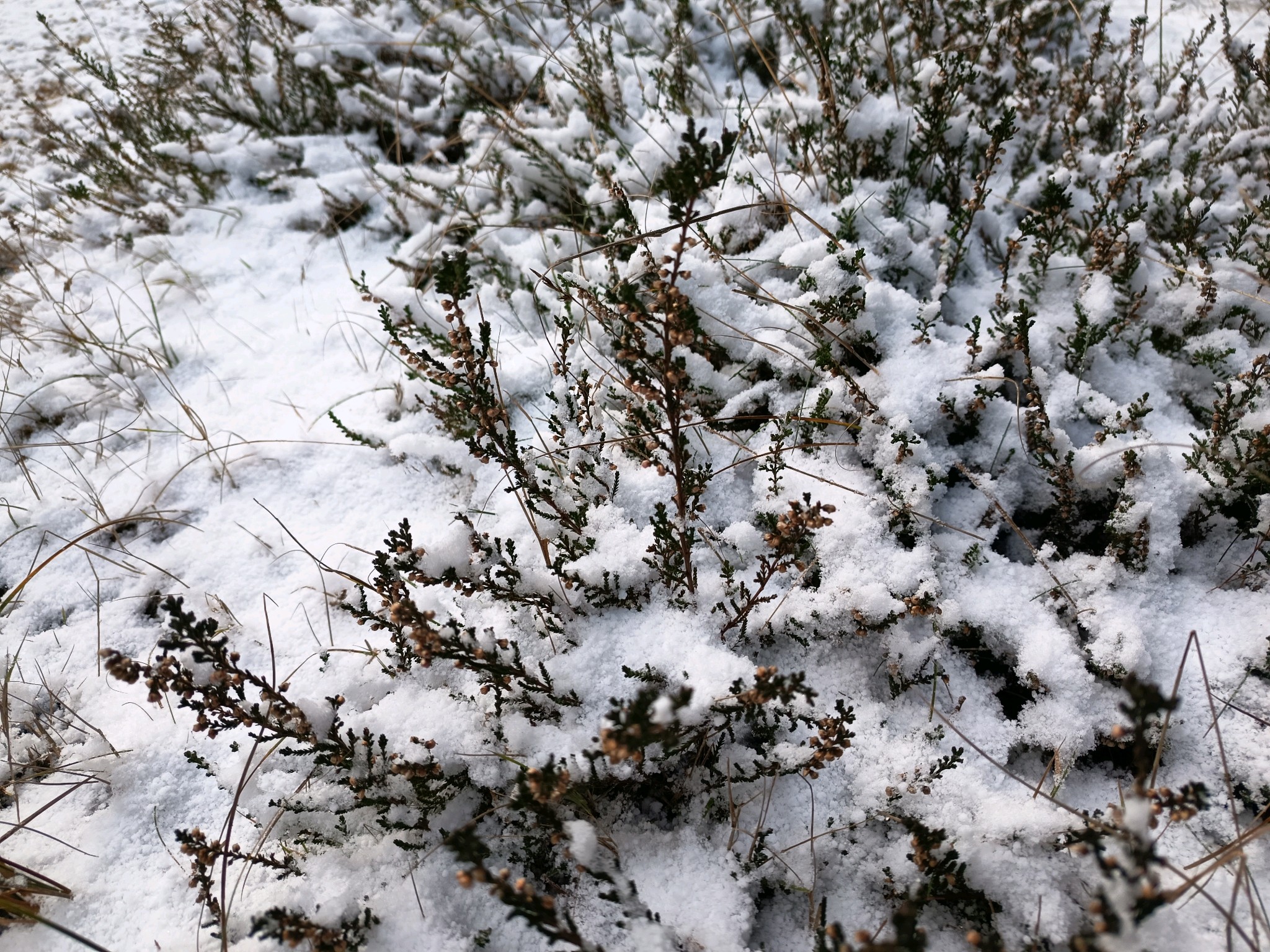 Calluna vulgaris (Scotch Heather) (alternate view 2)