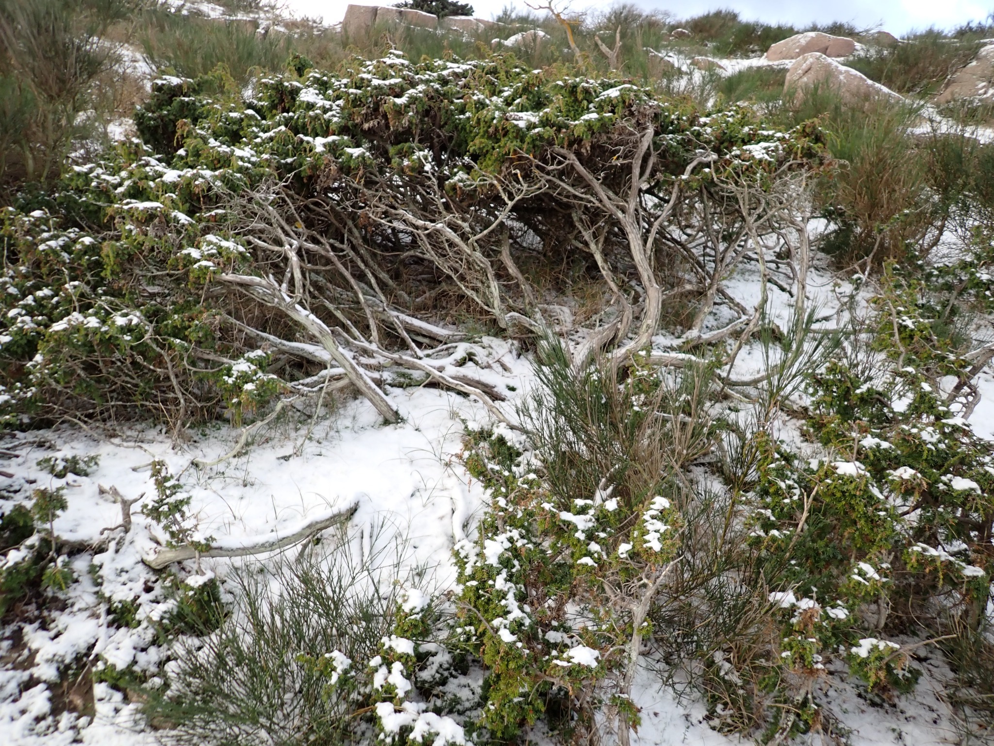 Juniperus (junipers)