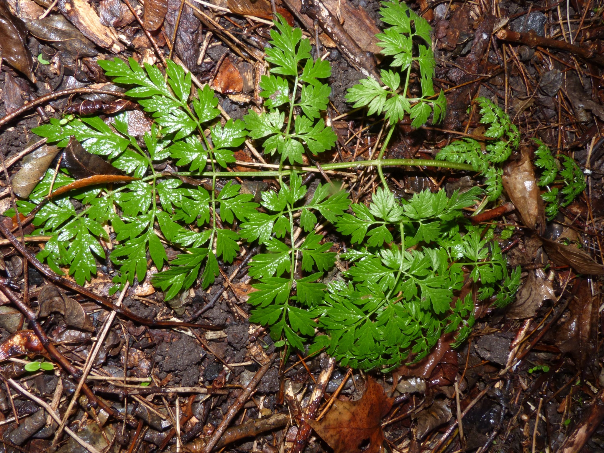 Anthriscus (Chervils)