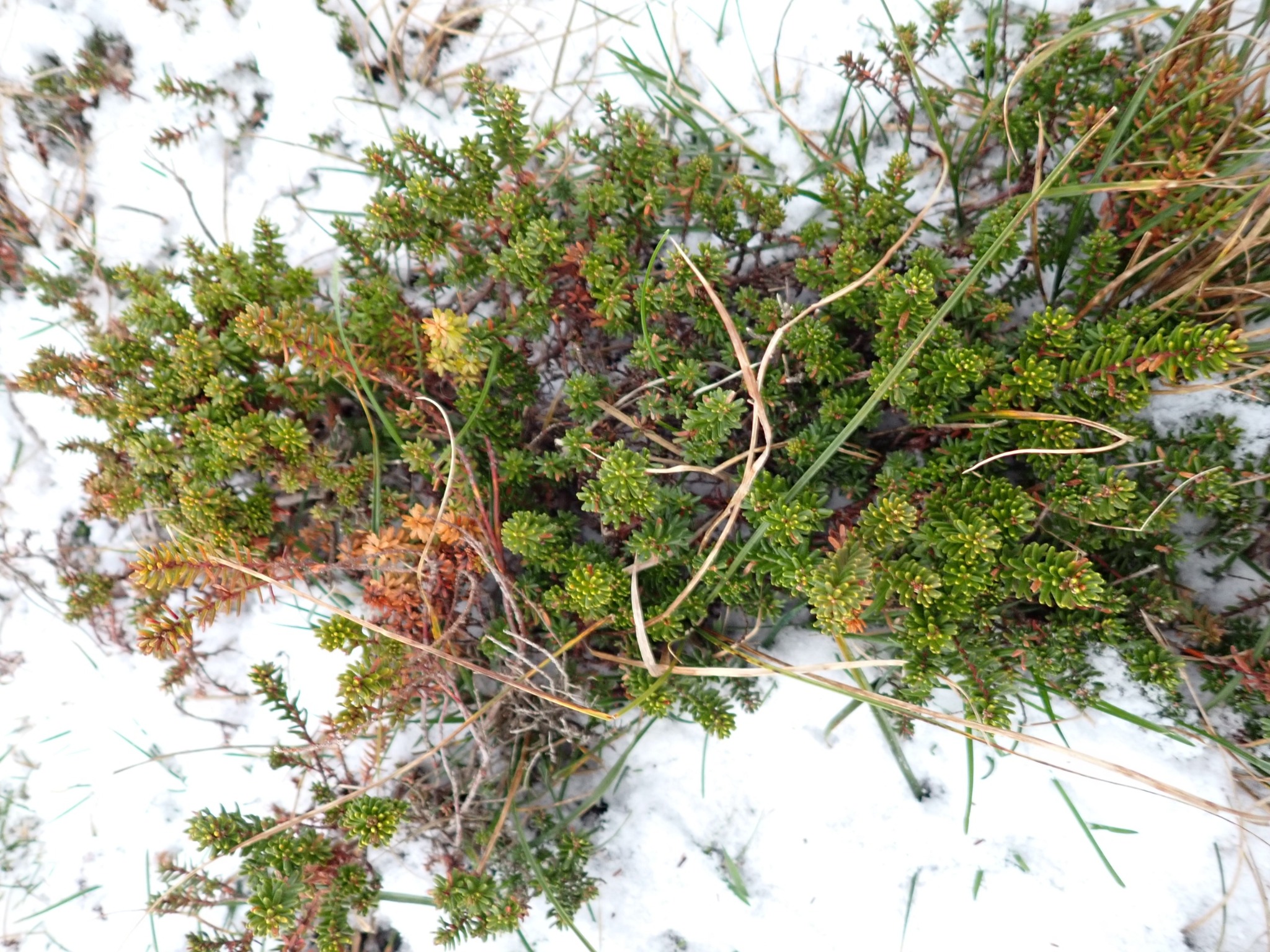 Empetrum nigrum (black crowberry) (alternate view 11)