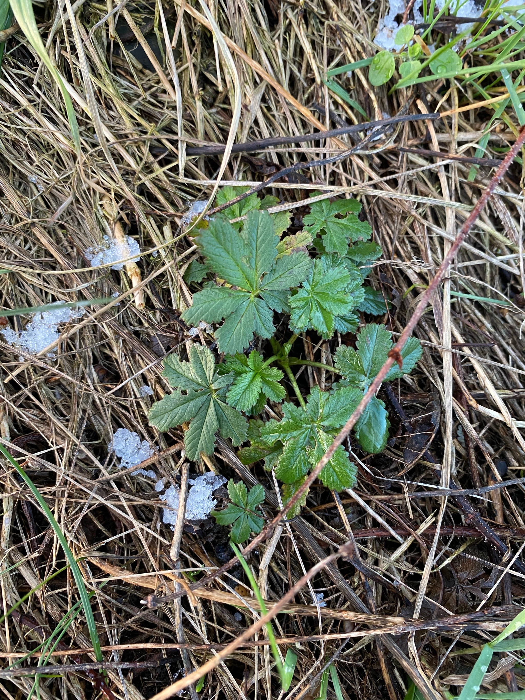 Potentilla (cinquefoils) (alternate view 3)