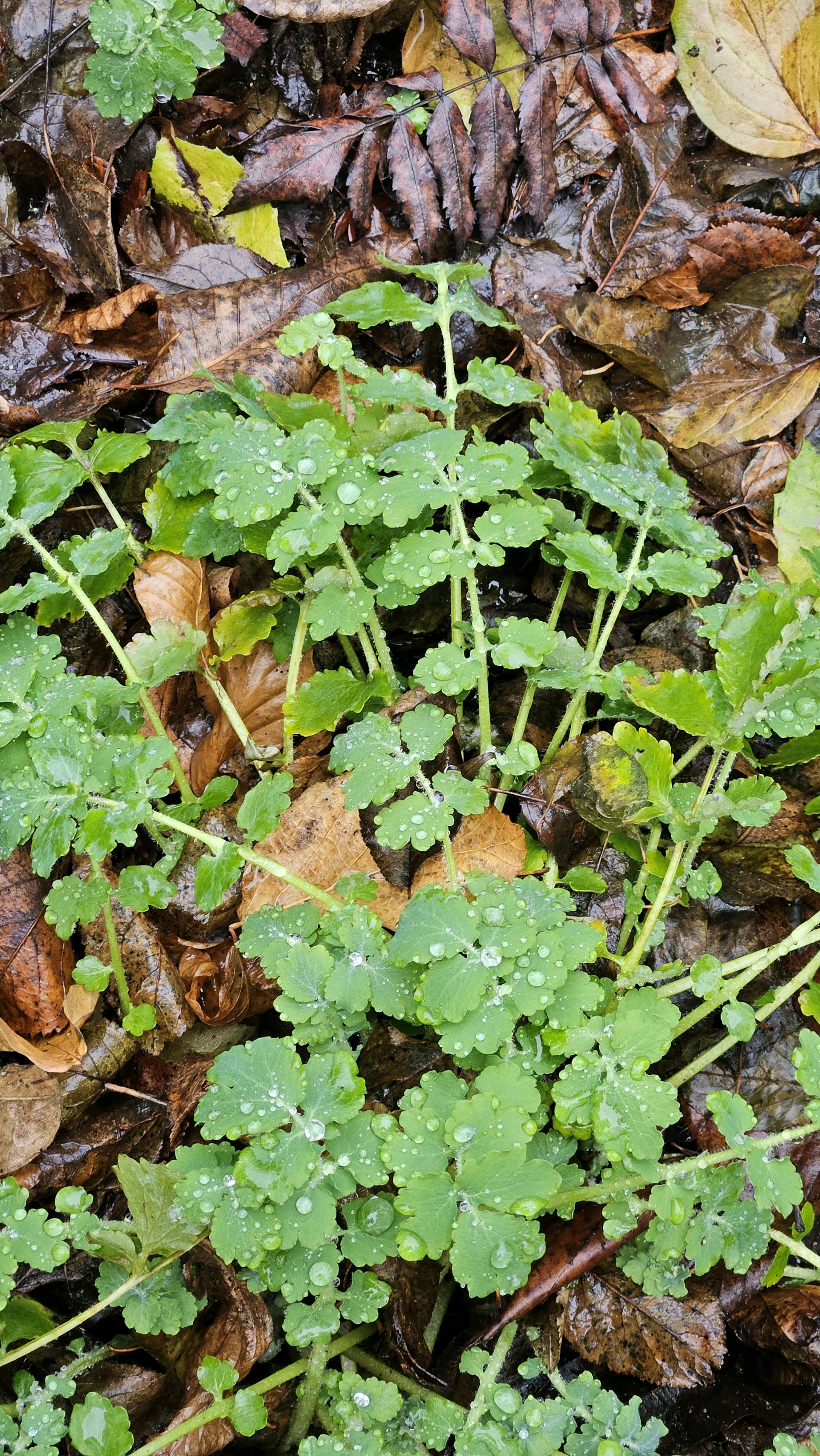 Chelidonium majus (Greater celandine) (alternate view 15)