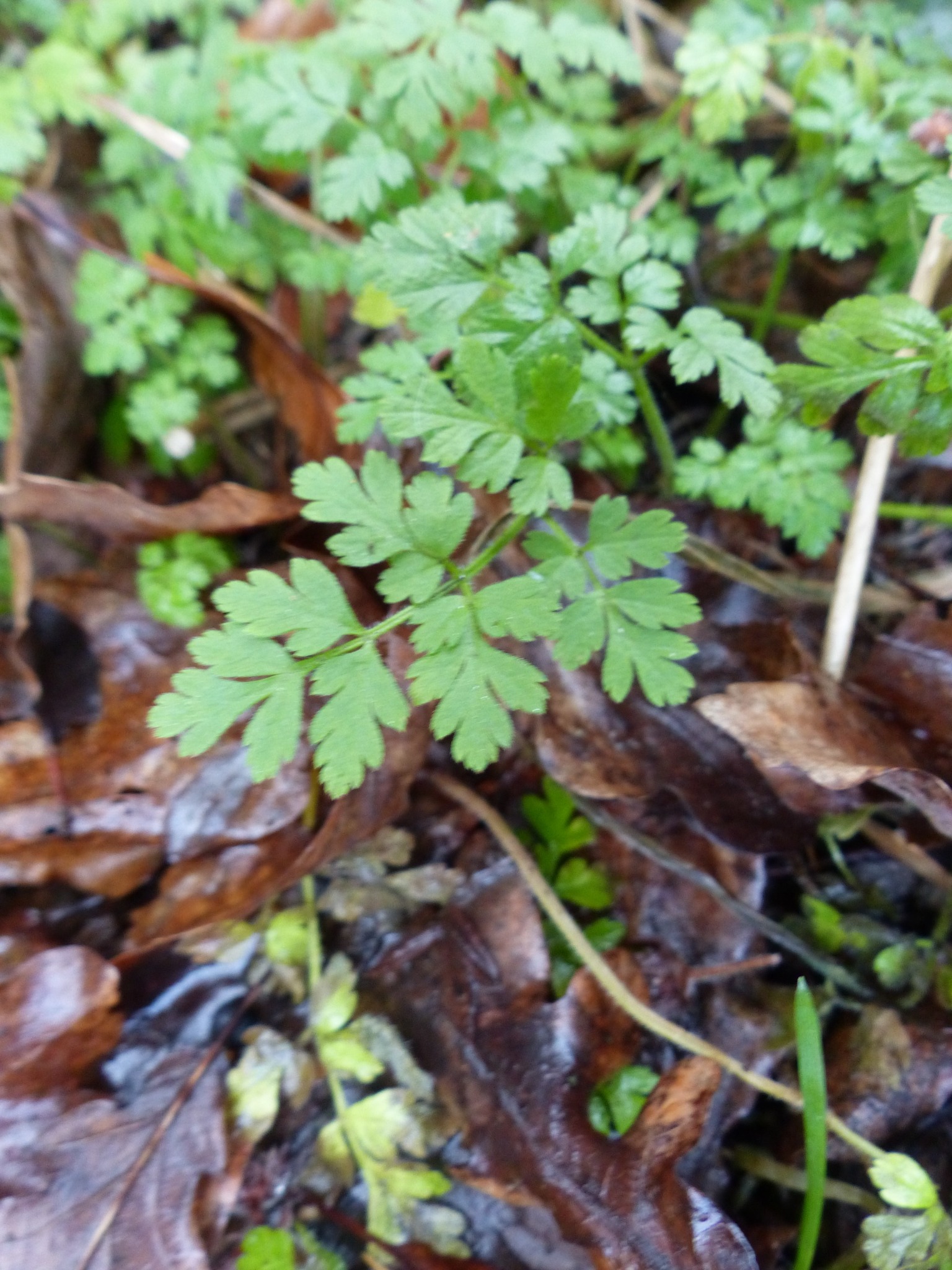 Chaerophyllum