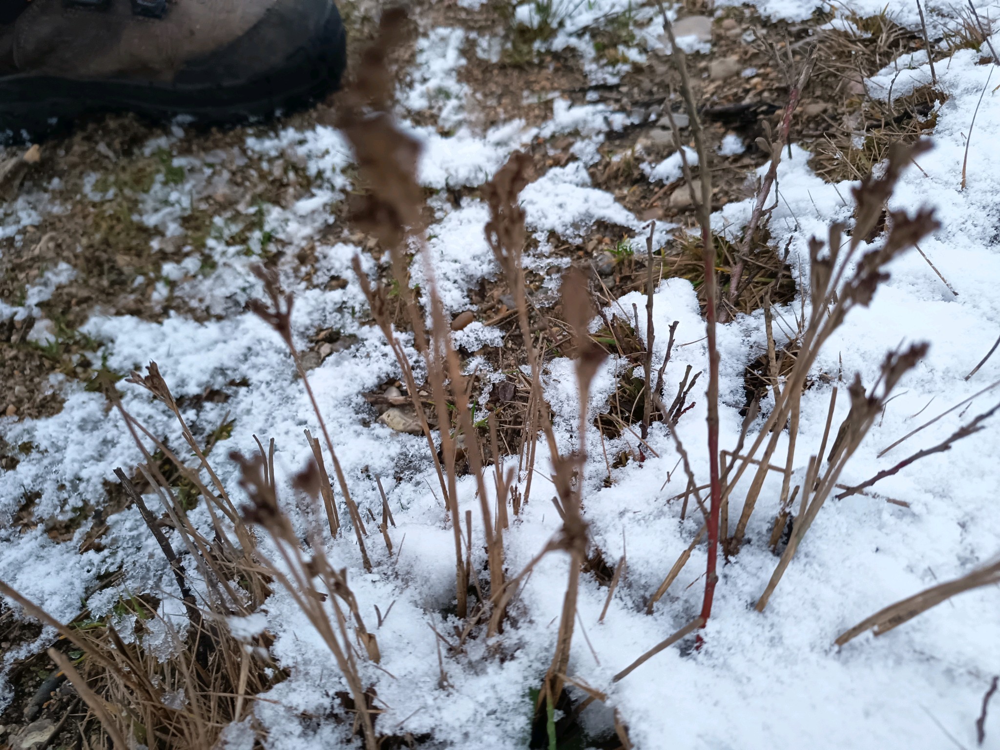 Juncus squarrosus (heath rush) (alternate view 11)