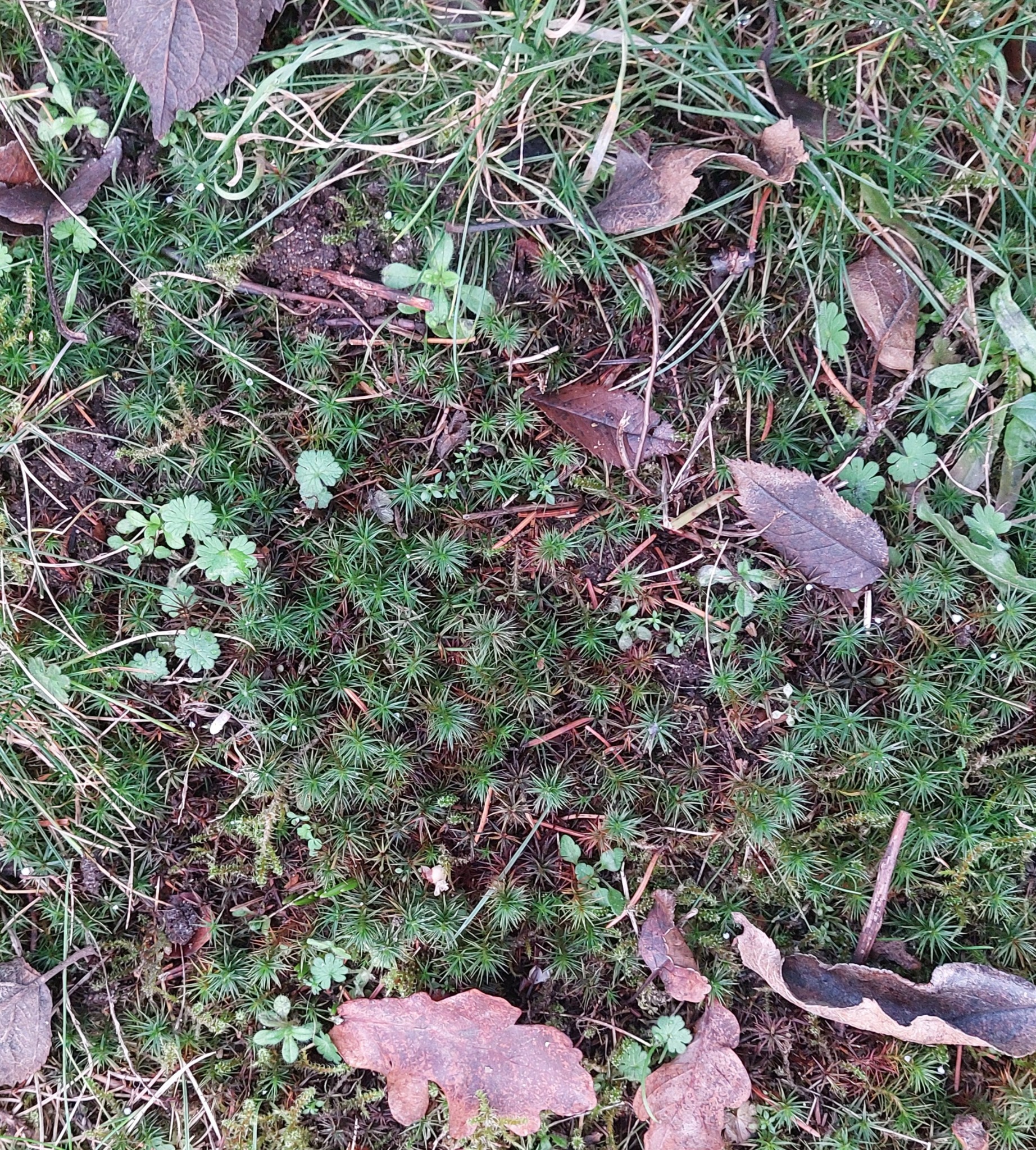 Polytrichum (haircap mosses) (alternate view 3)