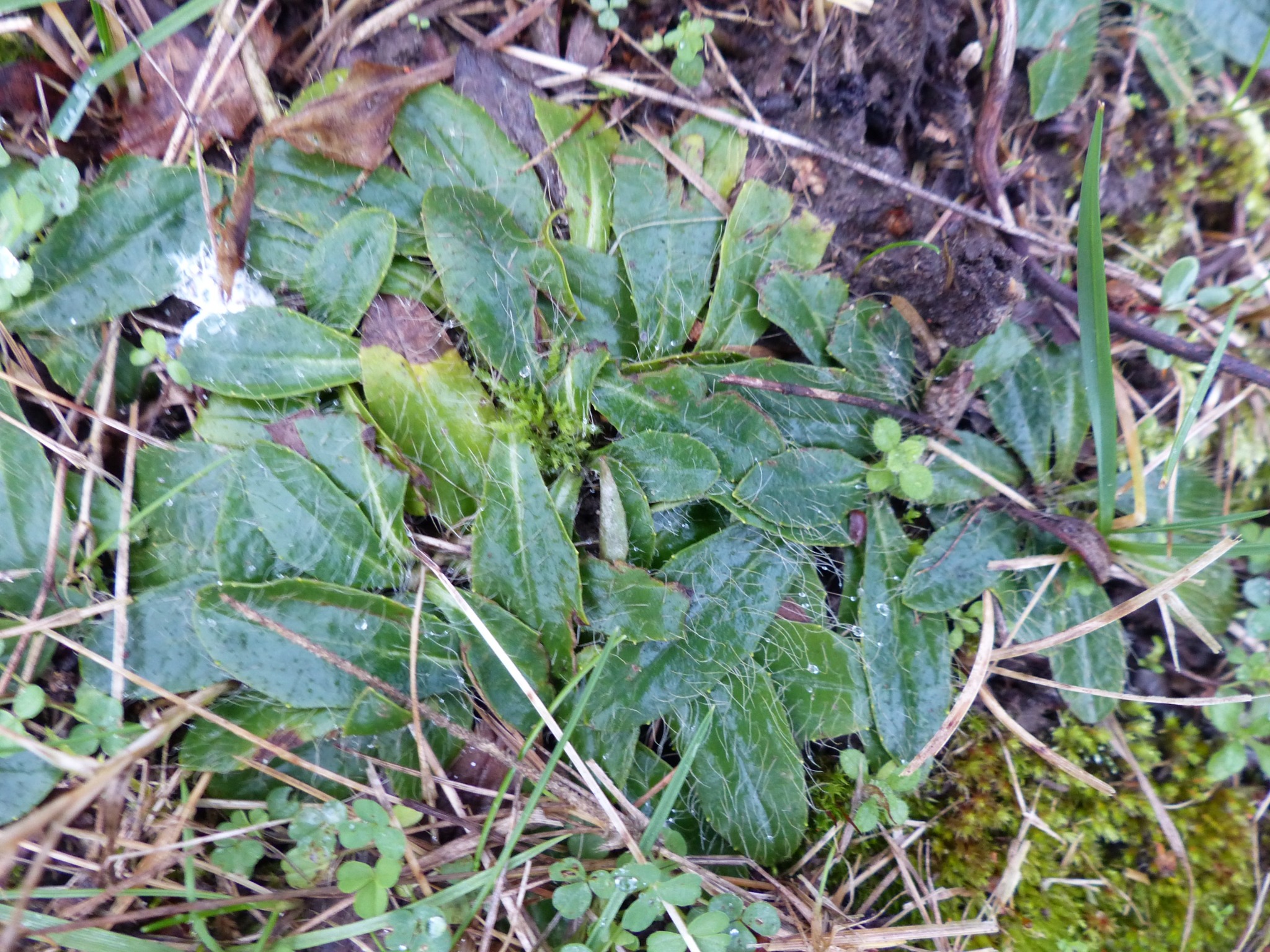 Pilosella (mouse-ear hawkweeds) (alternate view 2)