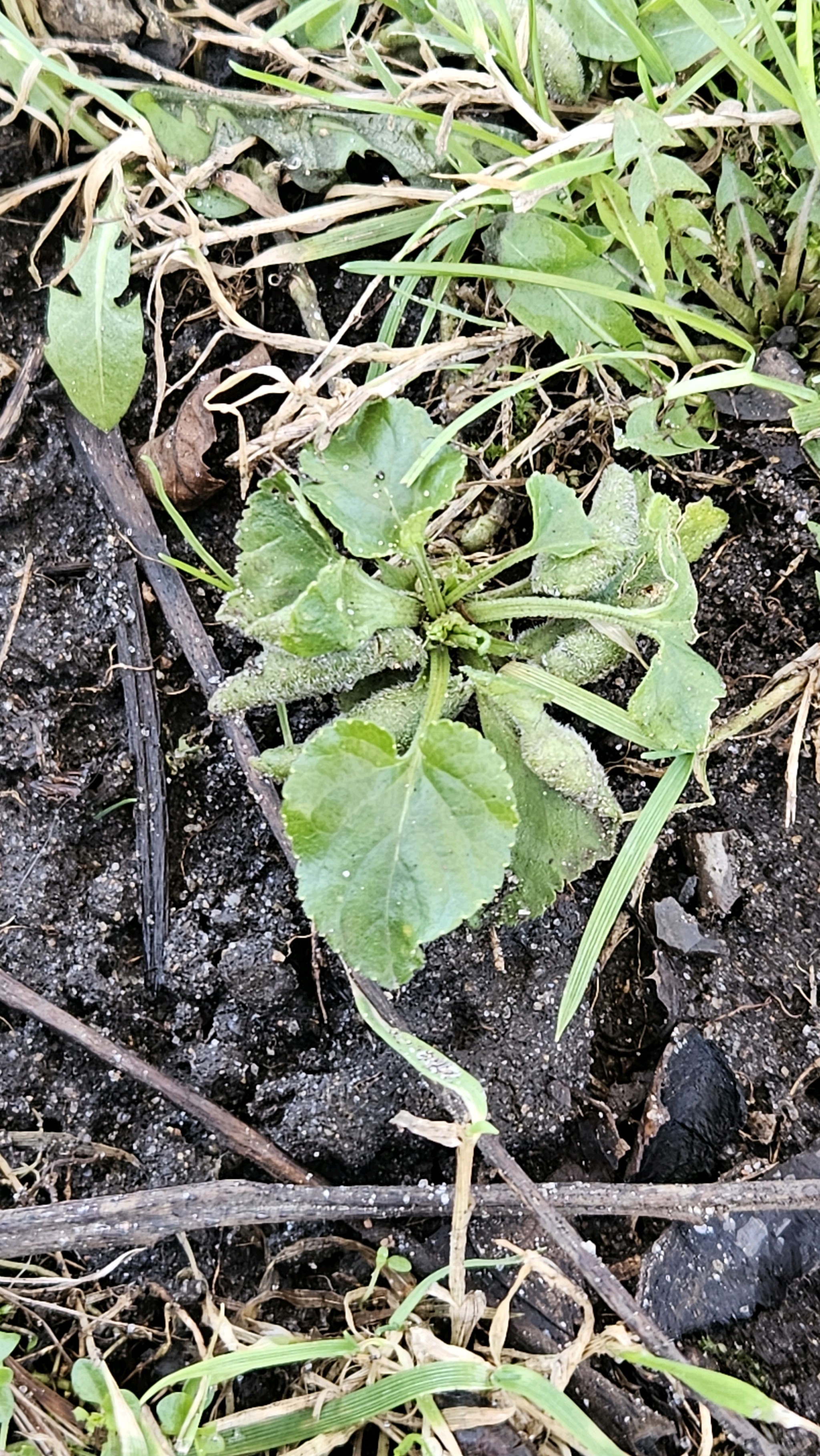 Viola odorata (Sweet violet) (alternate view 12)
