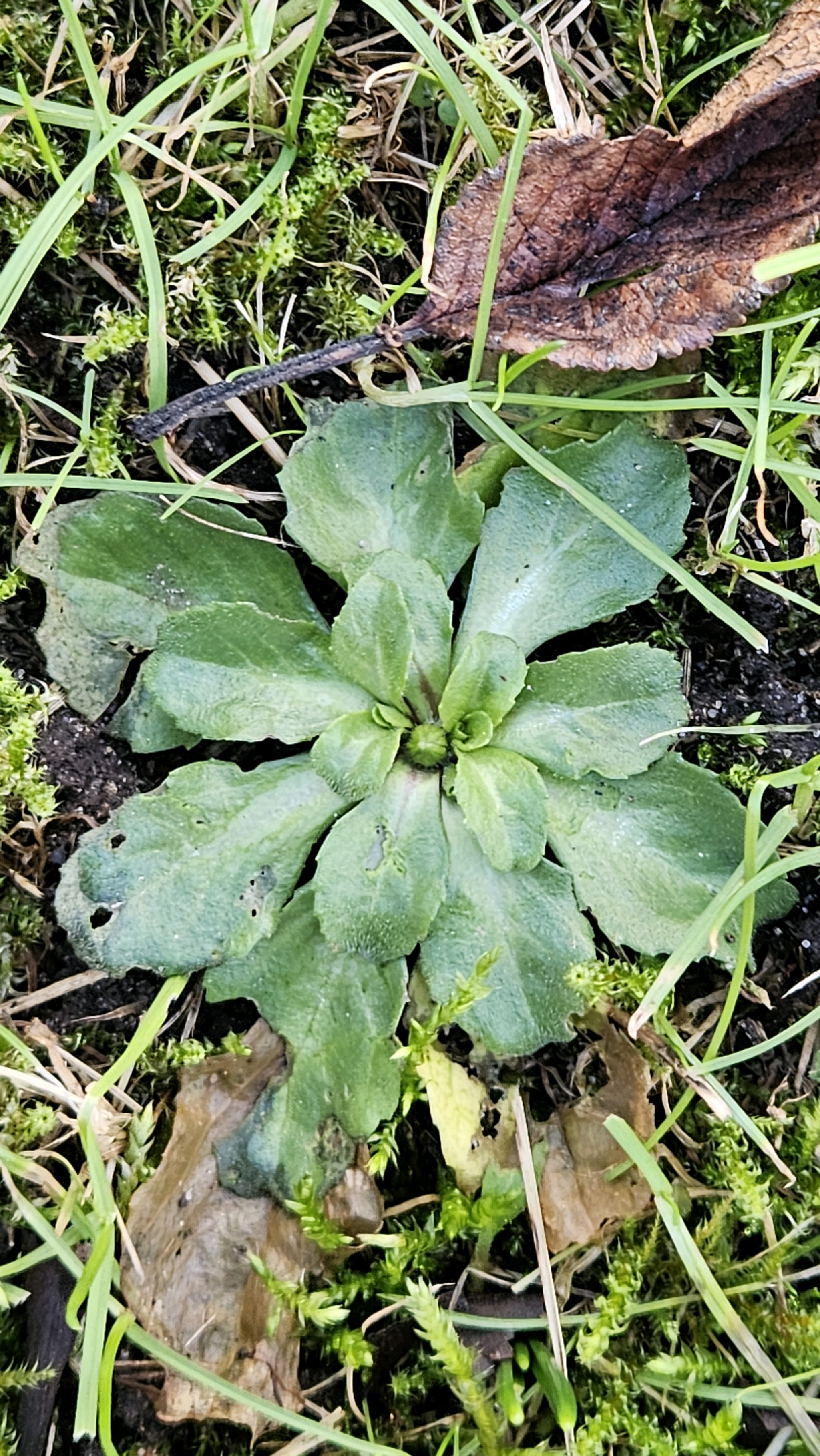 Bellis (alternate view 4)