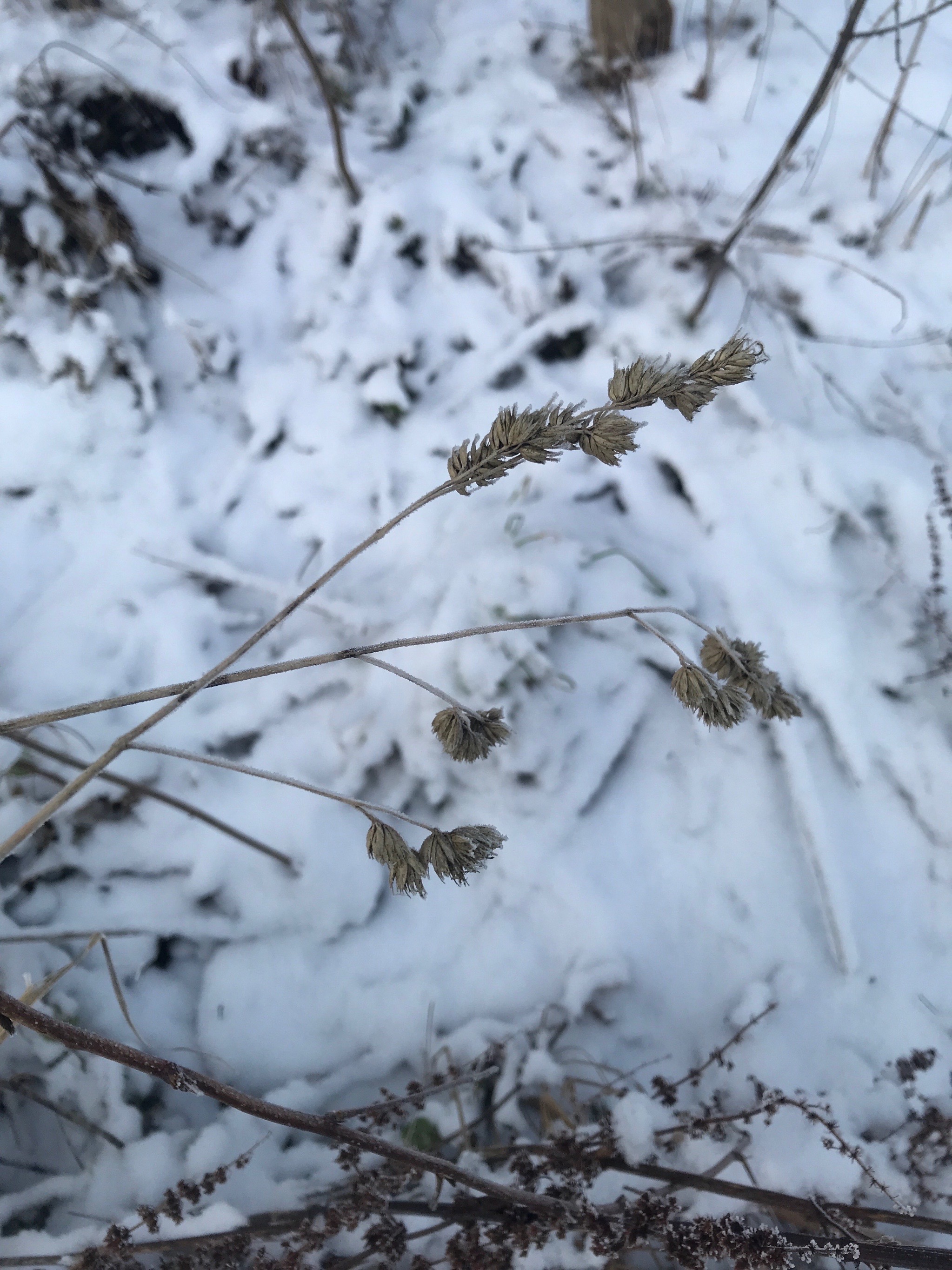 Dactylis glomerata (orchard grass) (alternate view 3)