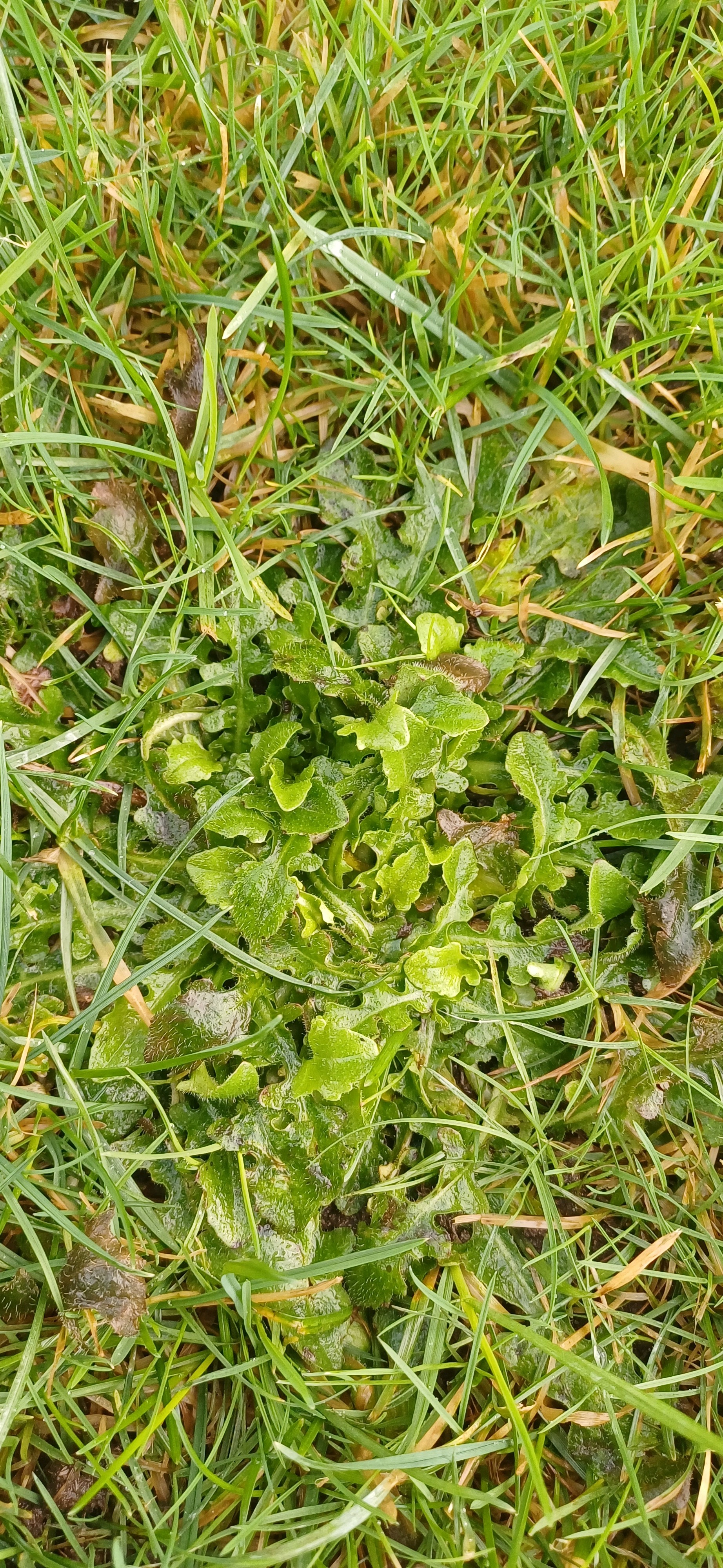 Hypochaeris (Cat's-Ears) (alternate view 4)